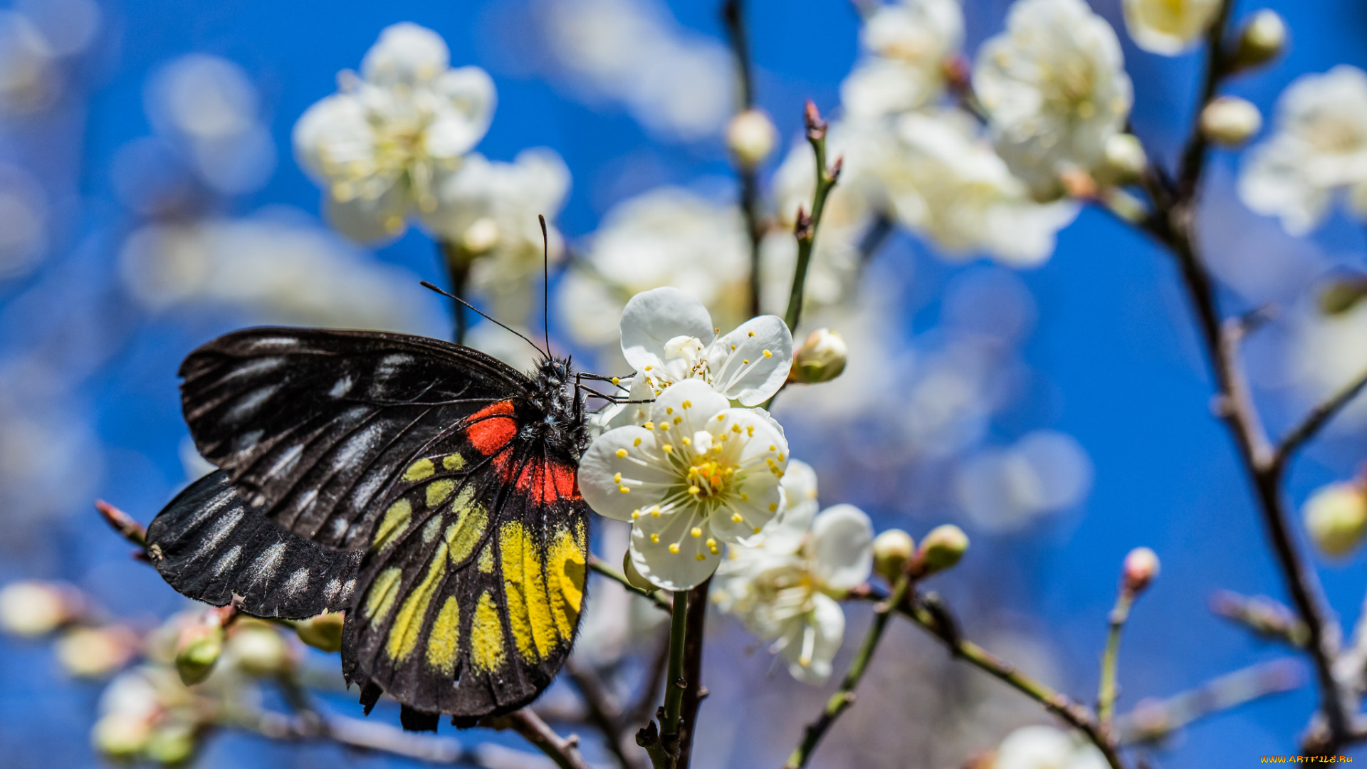 животные, бабочки, , мотыльки, , моли, макро, бабочка, весна, цветы, небо
