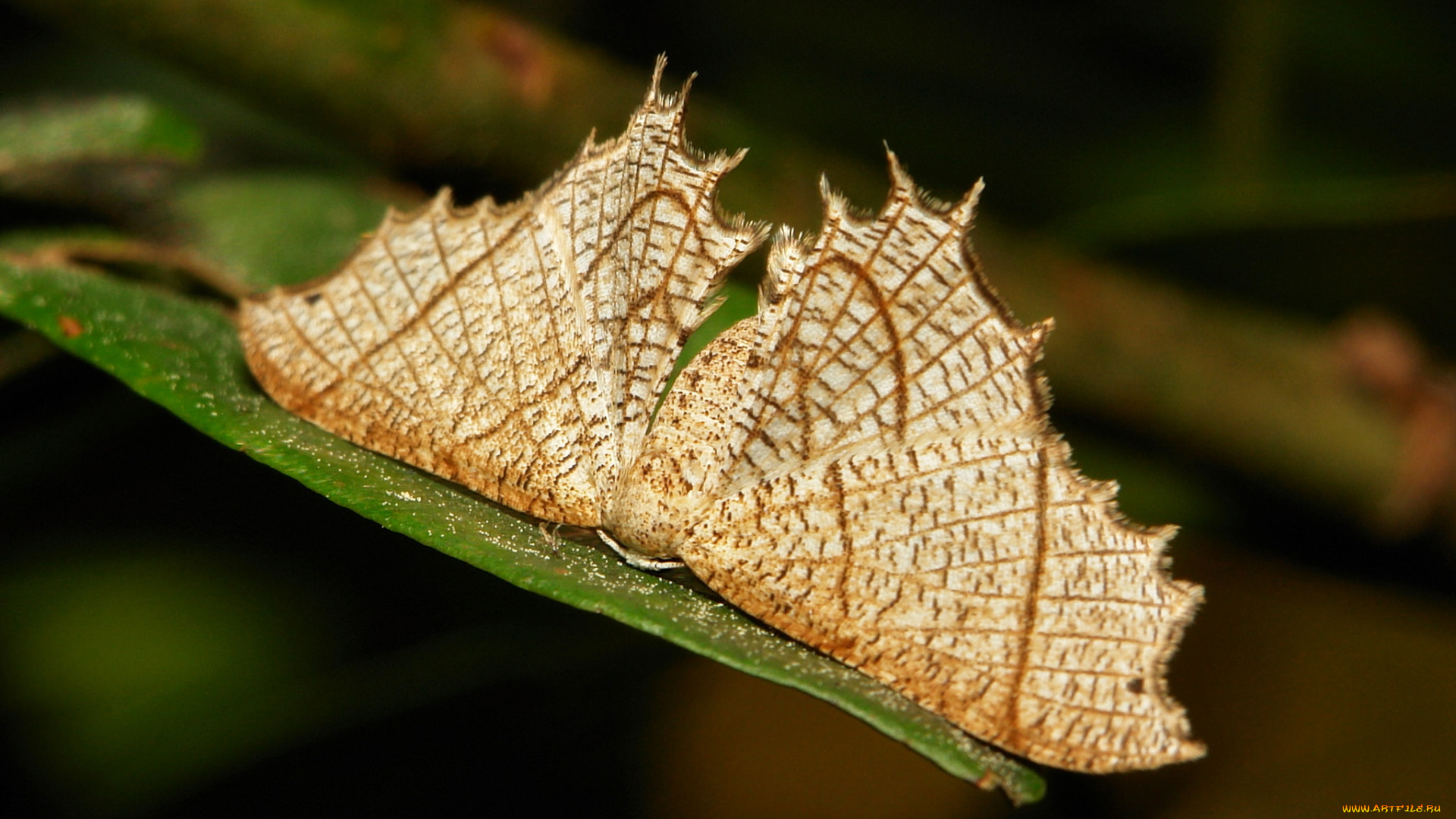 животные, бабочки, , мотыльки, , моли, моль, бабочка, макро, itchydogimages