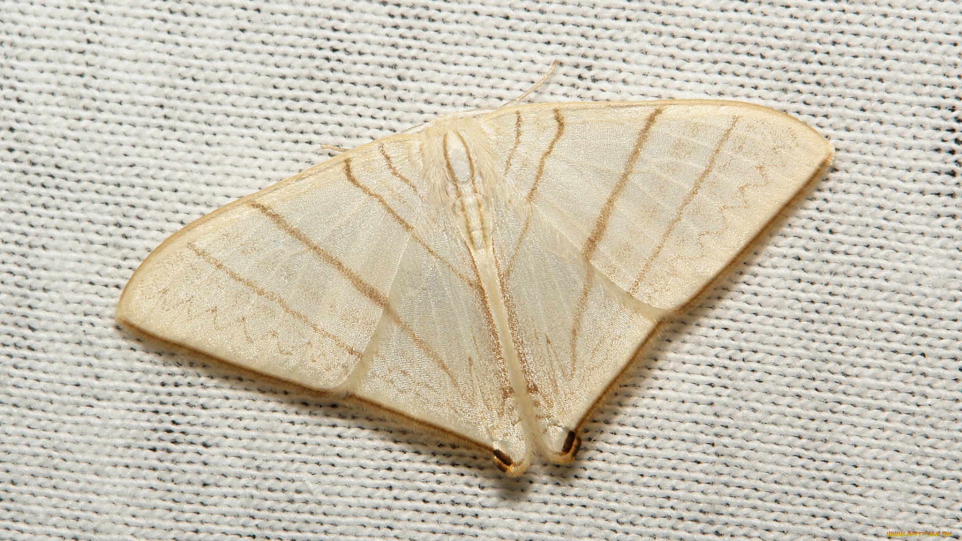 животные, бабочки, , мотыльки, , моли, моль, вязаное, полотно, макро, itchydogimages, крылья