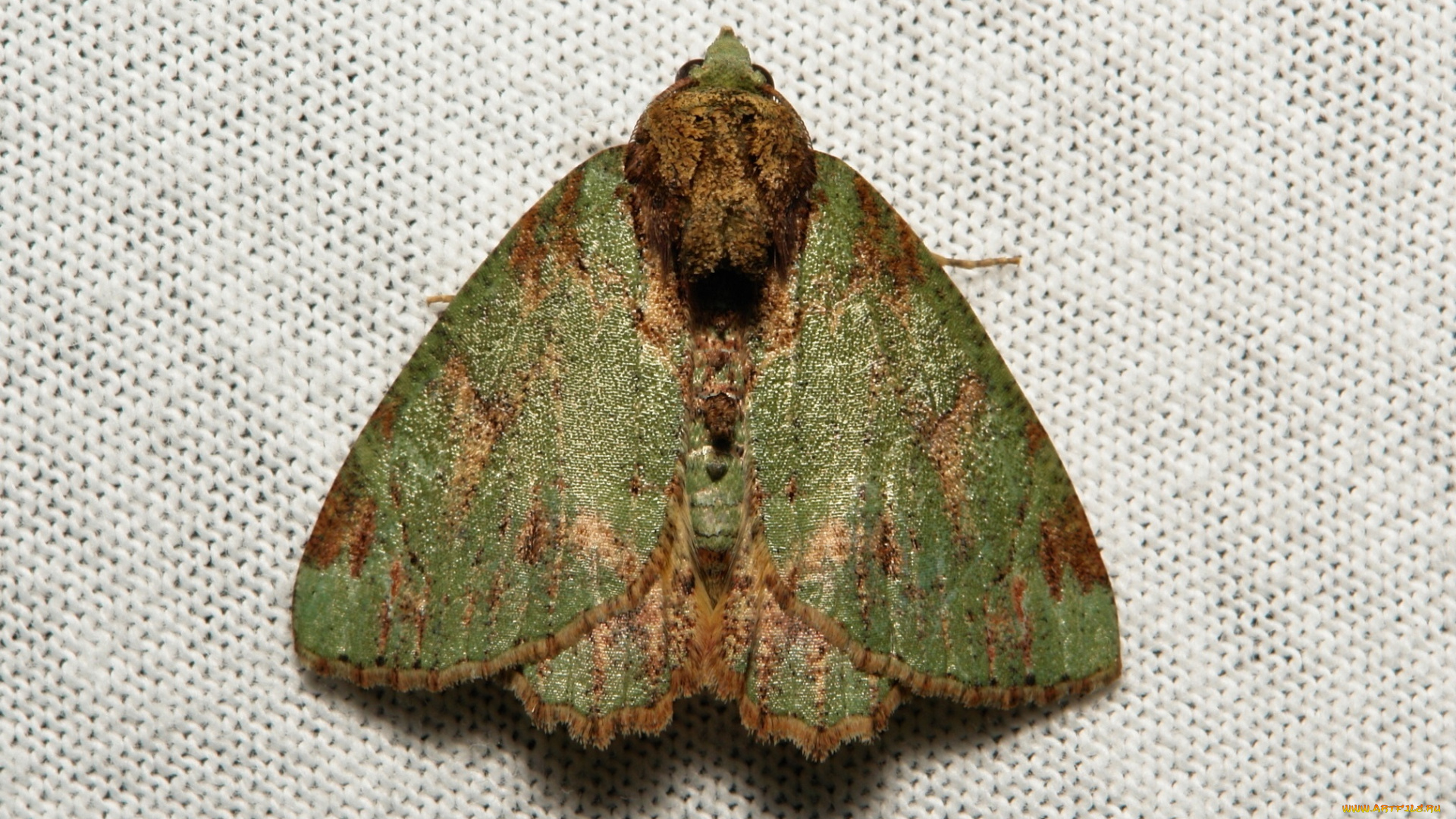 животные, бабочки, , мотыльки, , моли, мотылёк, макро, itchydogimages, моль