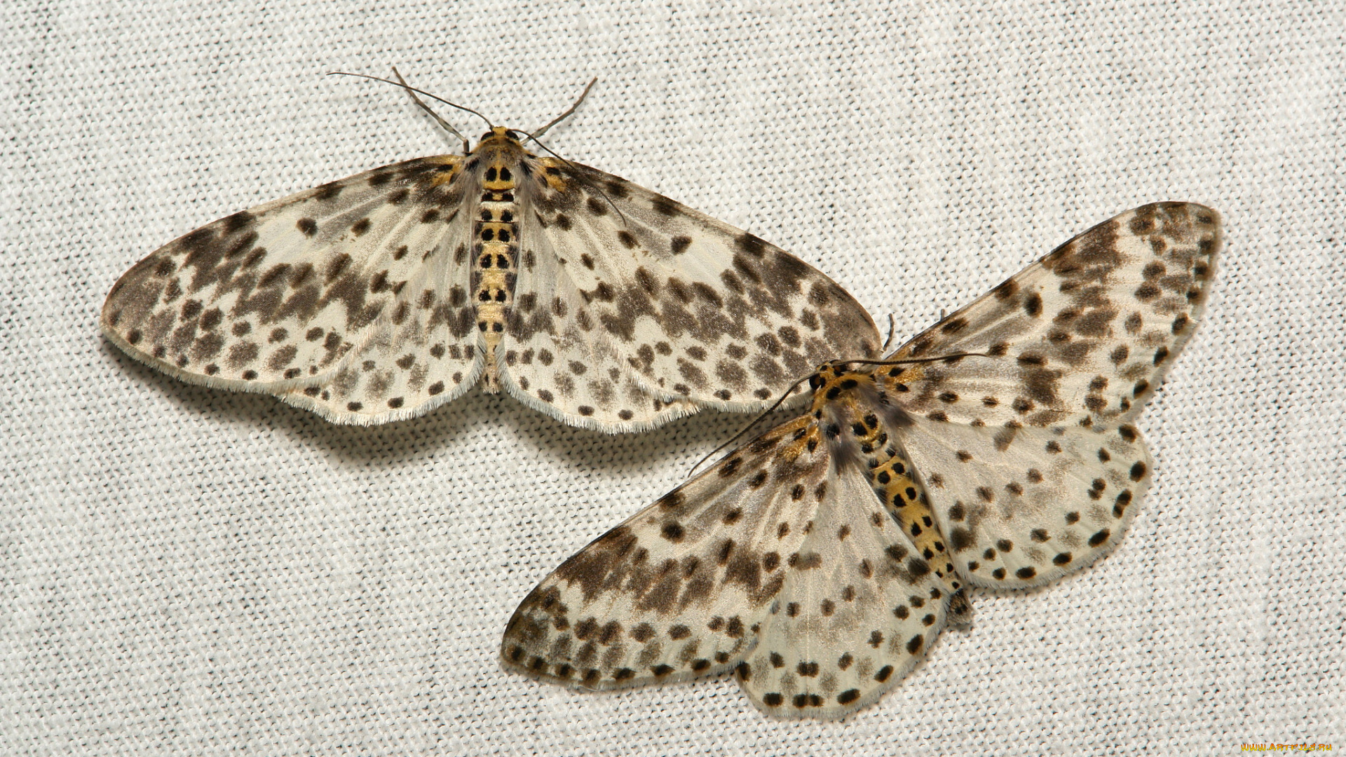 животные, бабочки, , мотыльки, , моли, мотылёк, моль, макро, itchydogimages