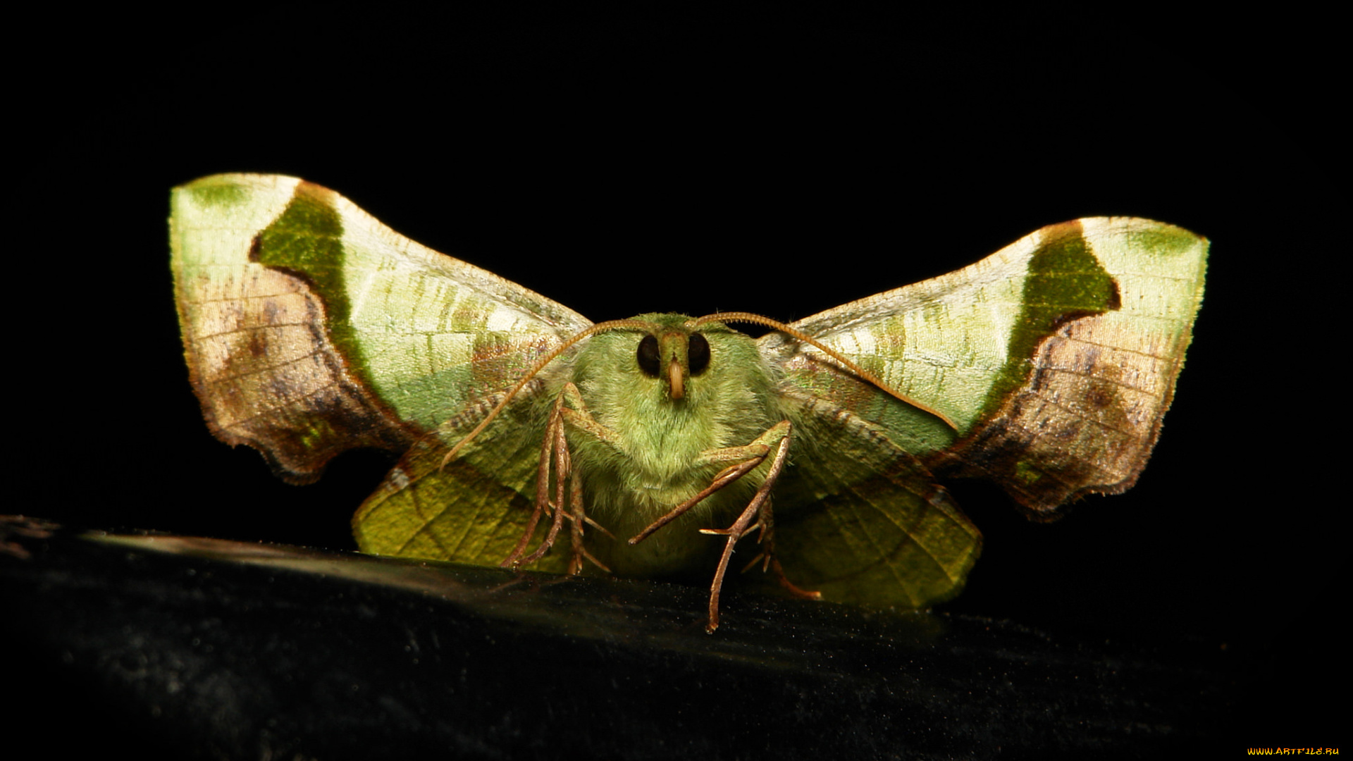 животные, бабочки, , мотыльки, , моли, мотылёк, моль, макро, itchydogimages