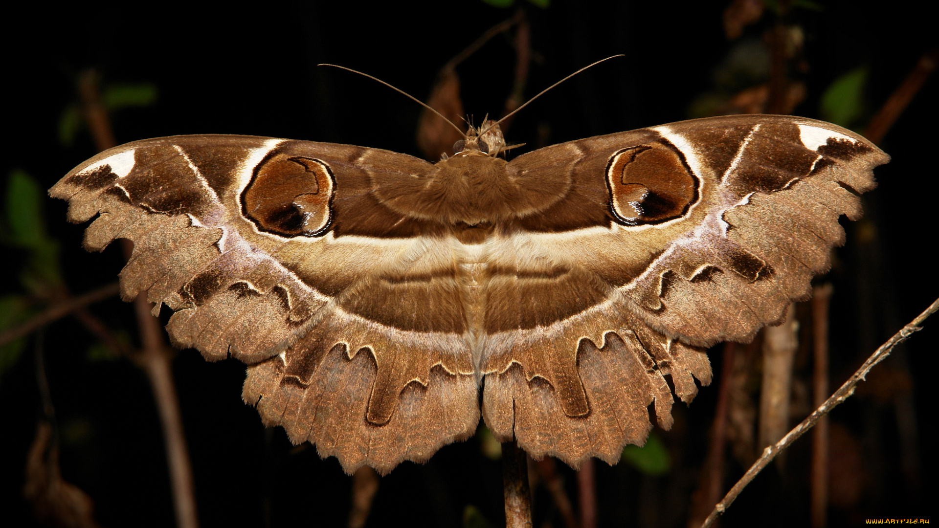 животные, бабочки, , мотыльки, , моли, насекомое, макро, itchydogimages, мотылёк