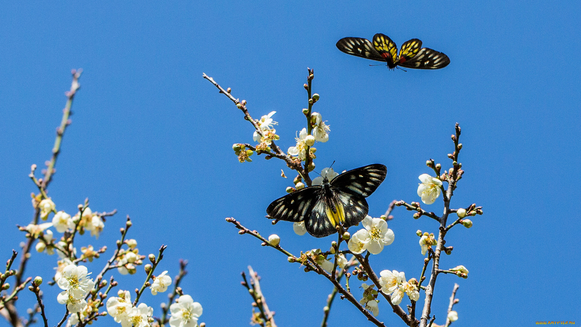 животные, бабочки, , мотыльки, , моли, небо, ветки, вишня, цветы