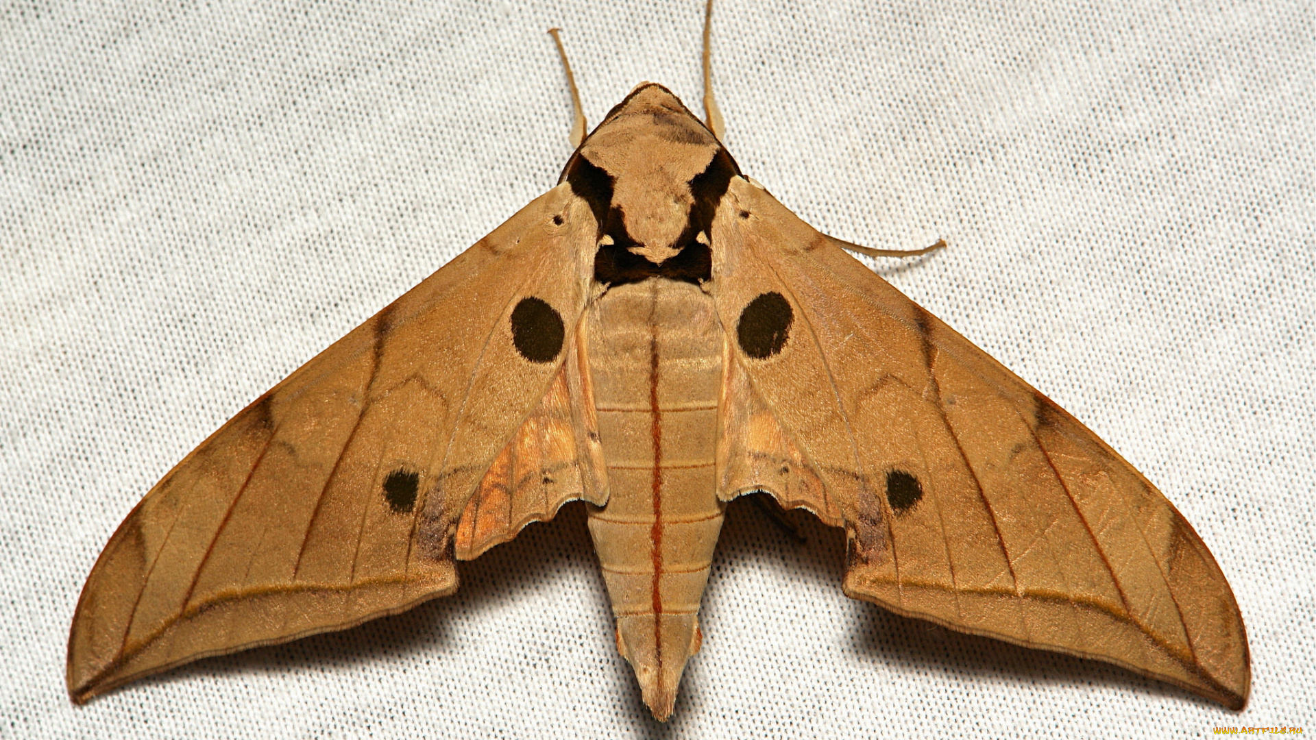 животные, бабочки, , мотыльки, , моли, полотно, вязанное, узор, усики, itchydogimages, крылья, моль, макро