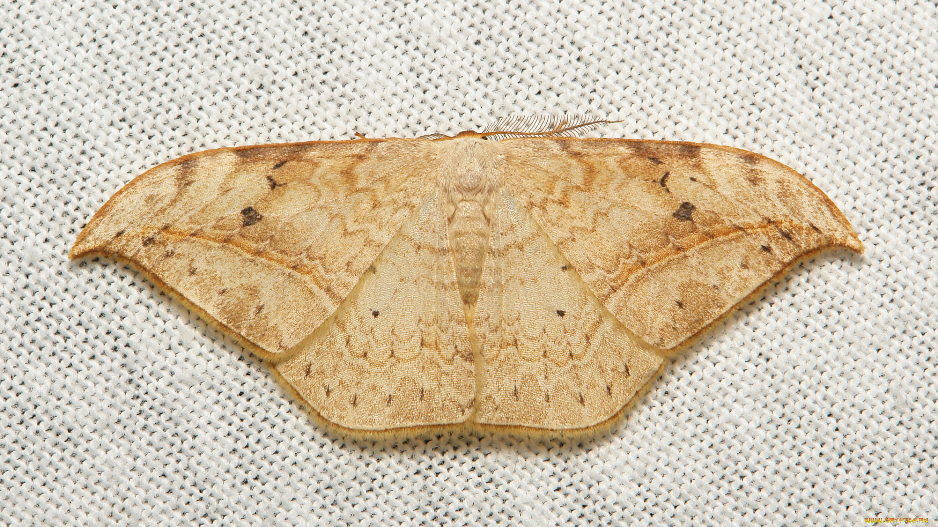 животные, бабочки, , мотыльки, , моли, узор, усики, полотно, вязанное, itchydogimages, крылья, моль, макро