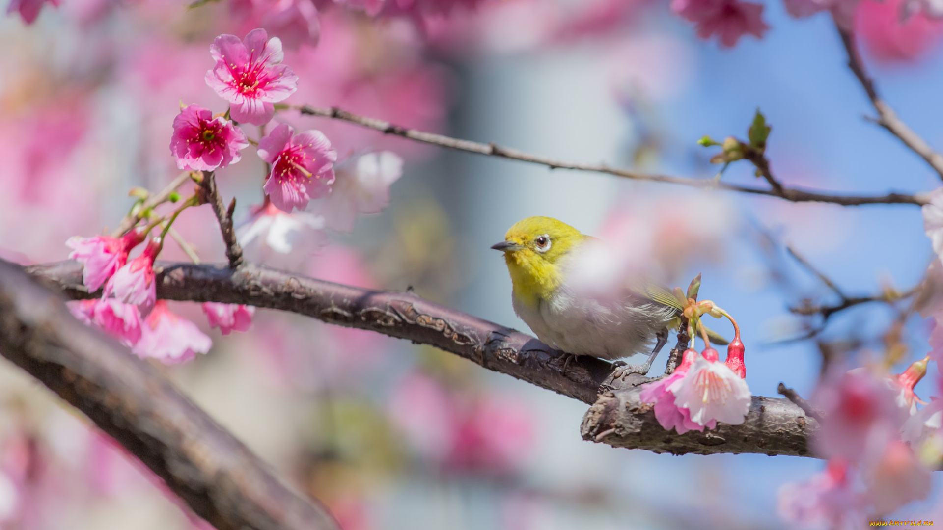 животные, белоглазки, птица, белоглазка, ветки, цветы, сакура