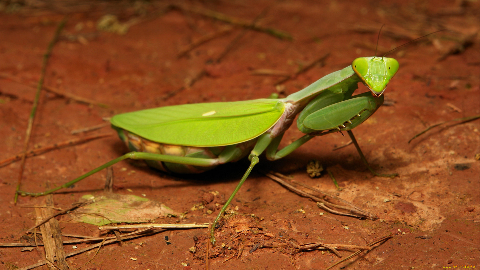 животные, богомолы, богомол, макро, itchydogimages