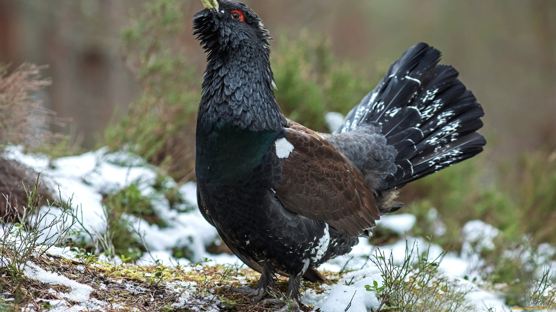 животные, глухари, , тетерева, глухарь