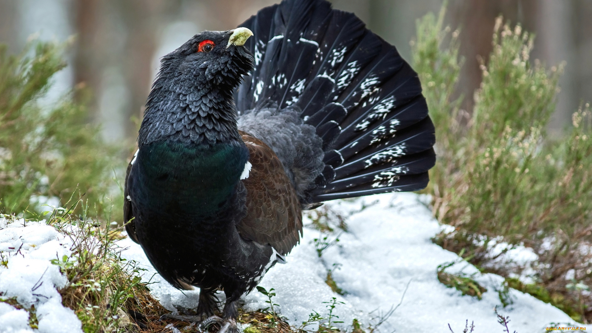 животные, глухари, , тетерева, глухарь