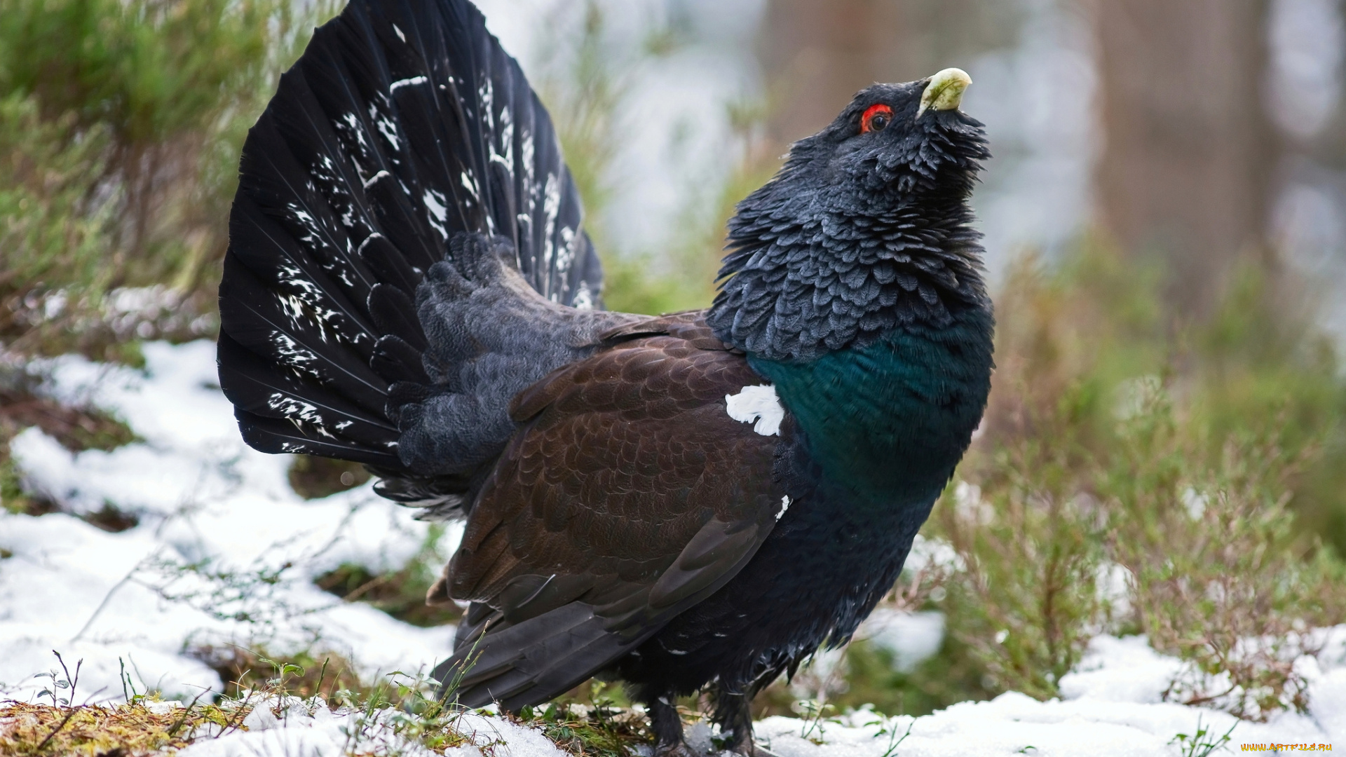 животные, глухари, , тетерева, глухарь
