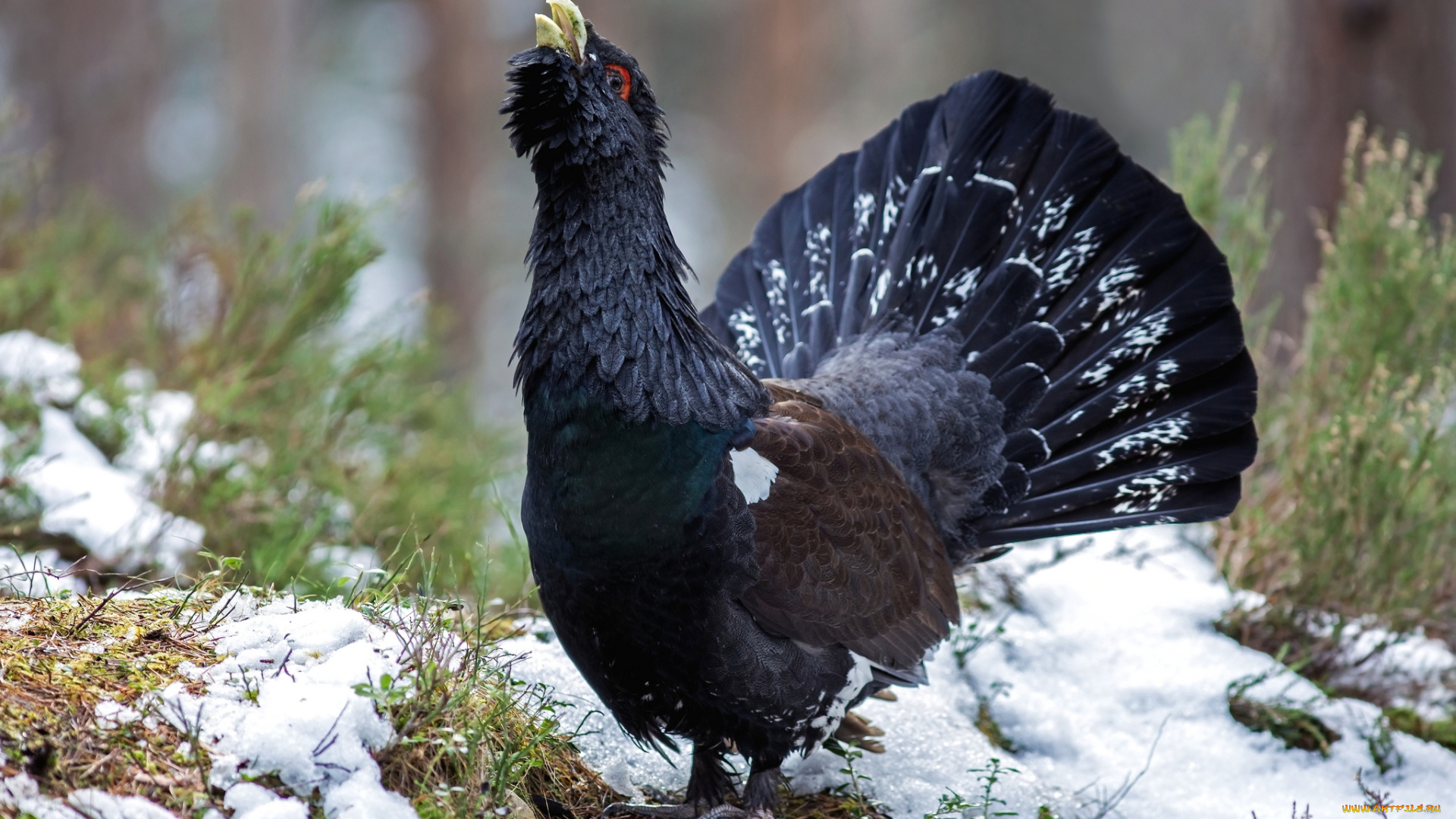 животные, глухари, , тетерева, глухарь