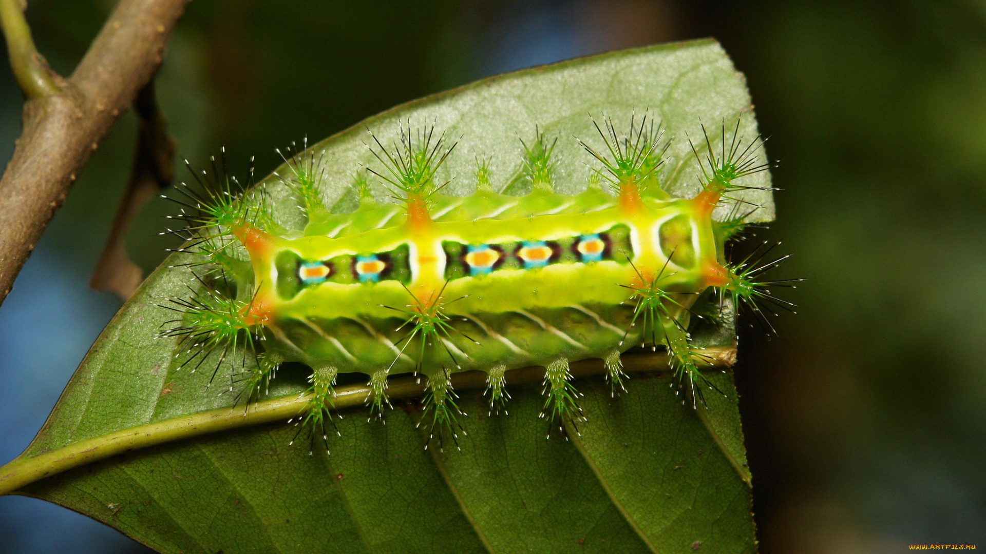 животные, гусеницы, гусеница, лист, макро, itchydogimages