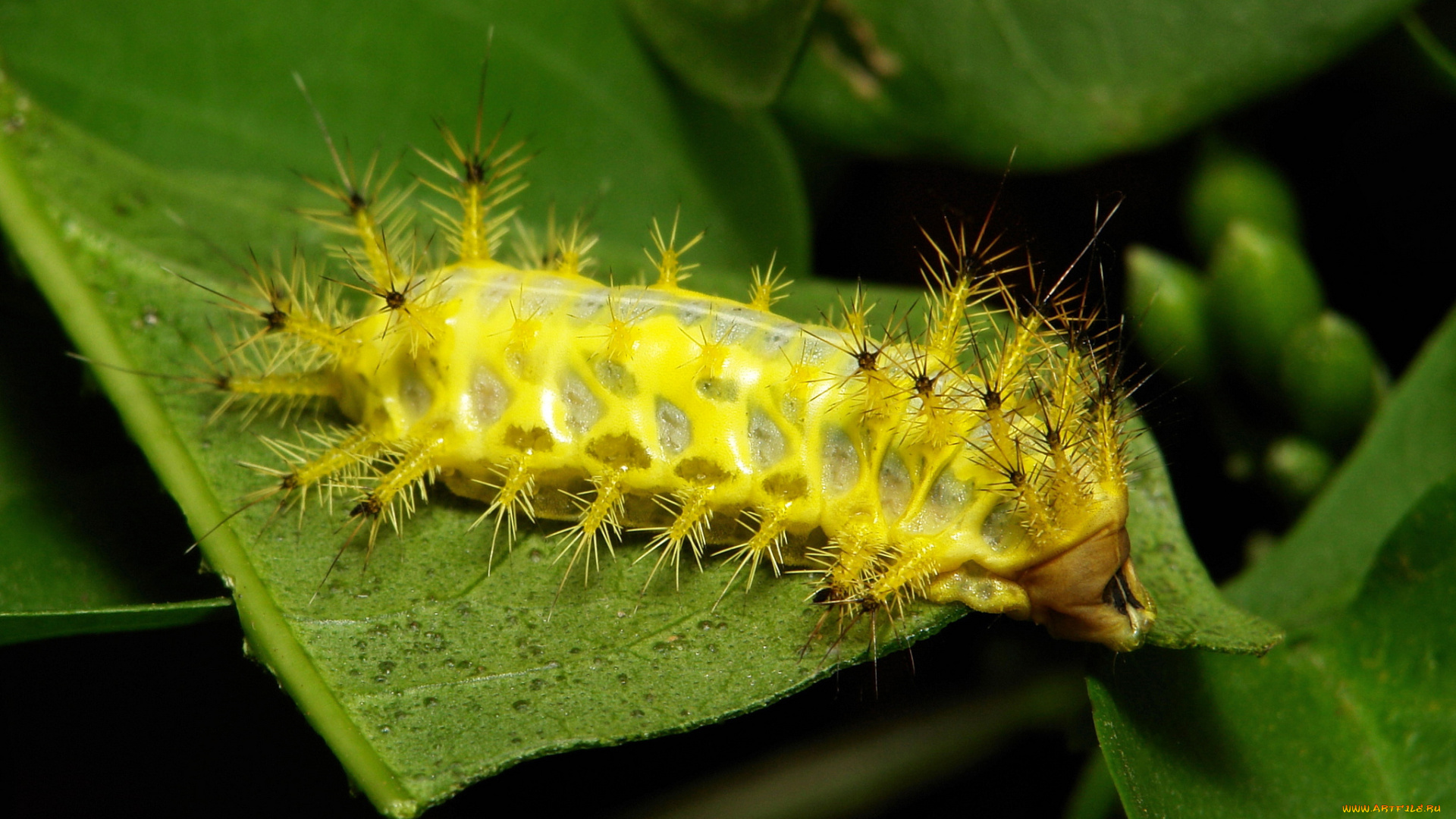 животные, гусеницы, гусеница, лист, макро, itchydogimages