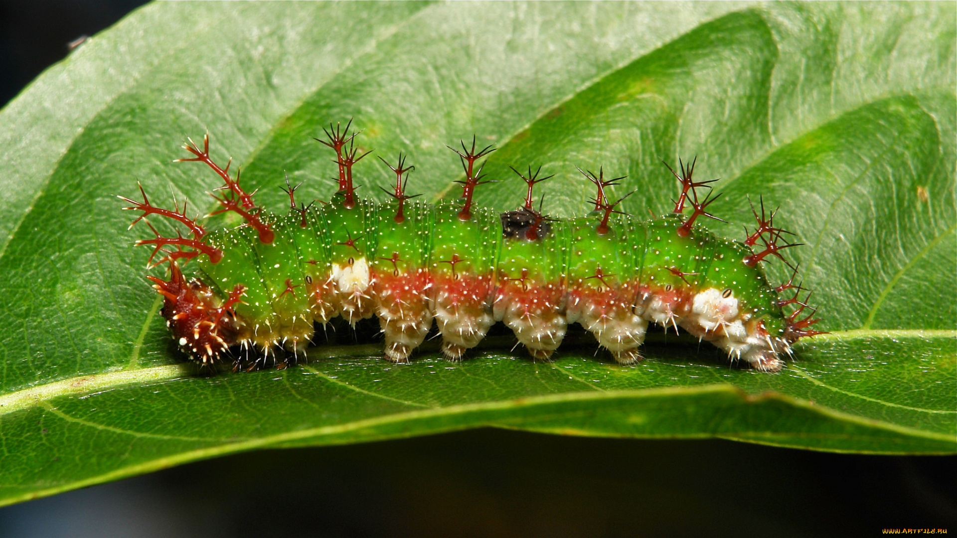 животные, гусеницы, гусеница, лист, насекомое, необычная, макро, itchydogimages