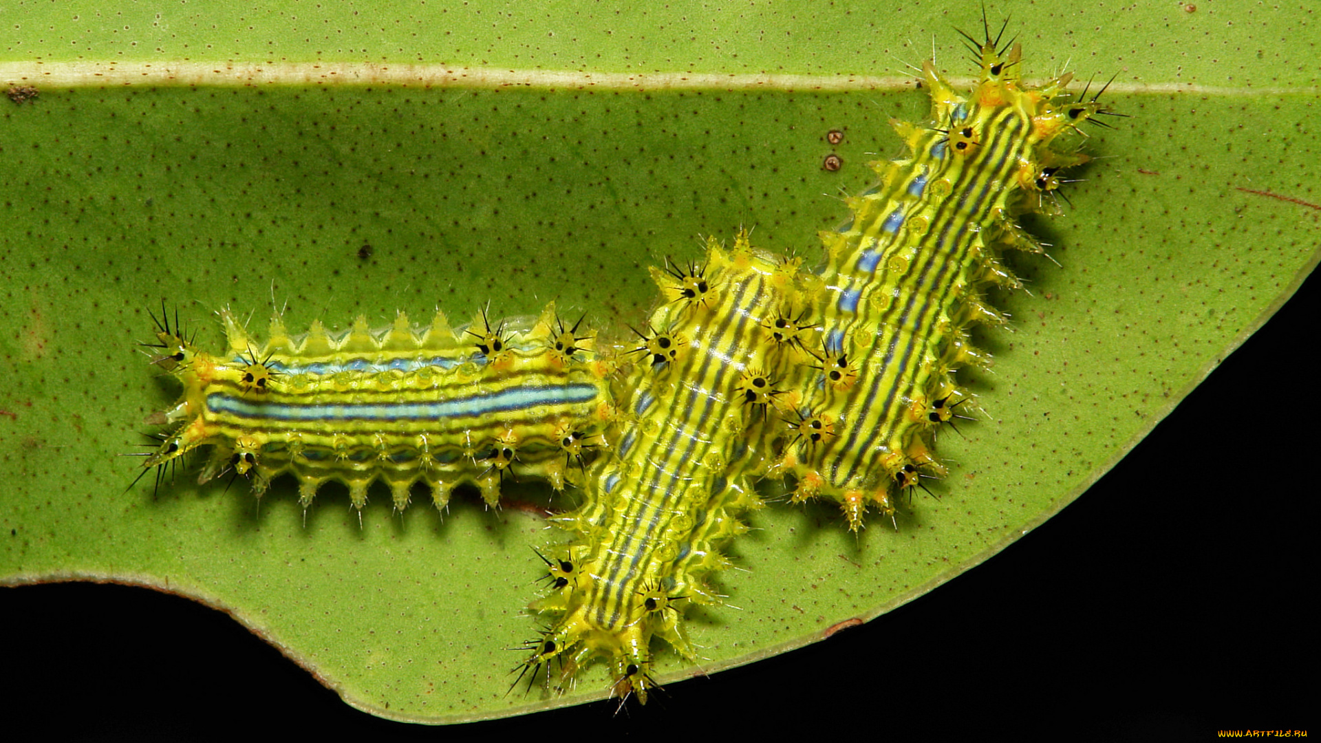 животные, гусеницы, itchydogimages, макро, гусеница, лист