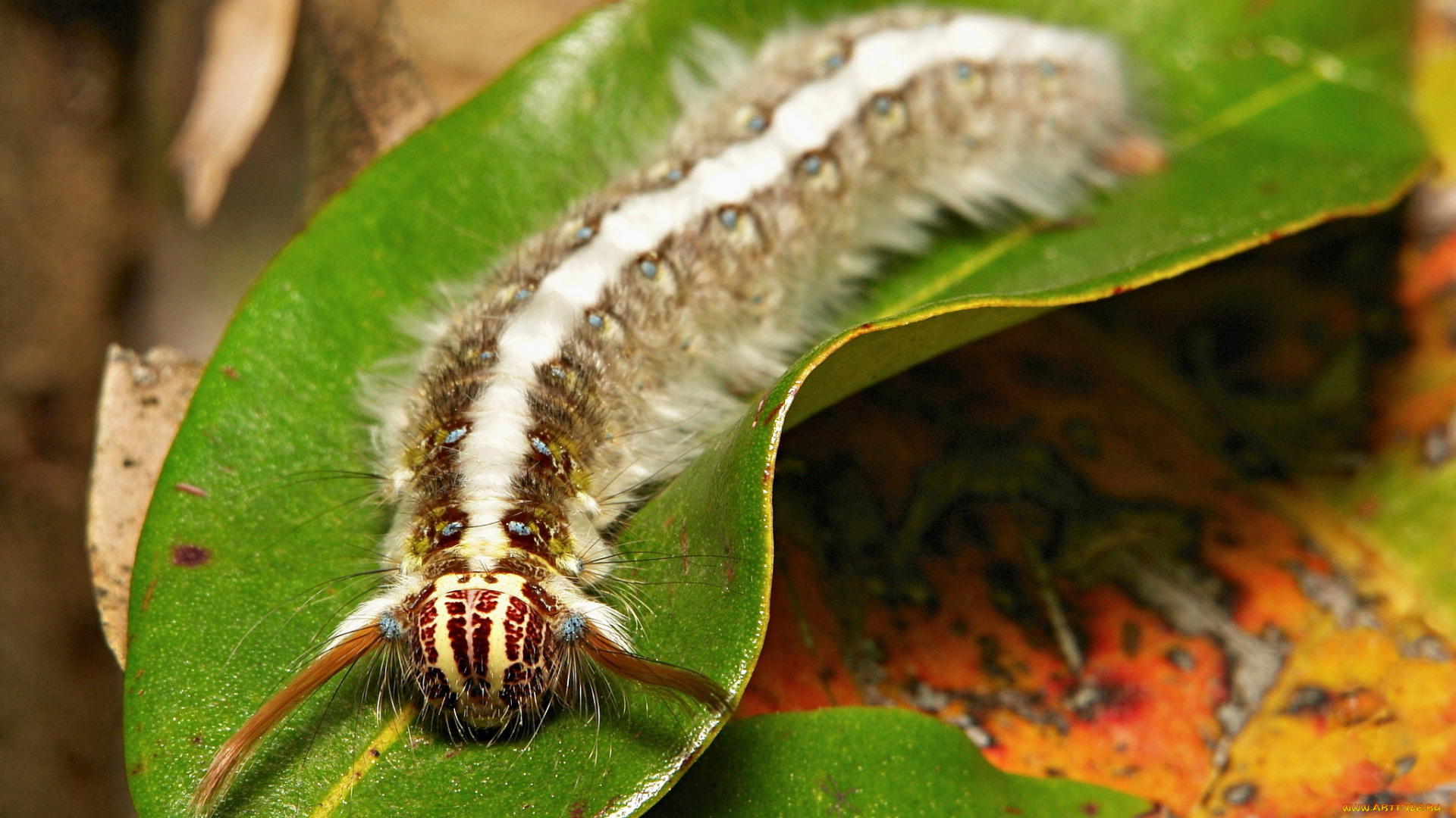 животные, гусеницы, лист, гусеница, макро, itchydogimages