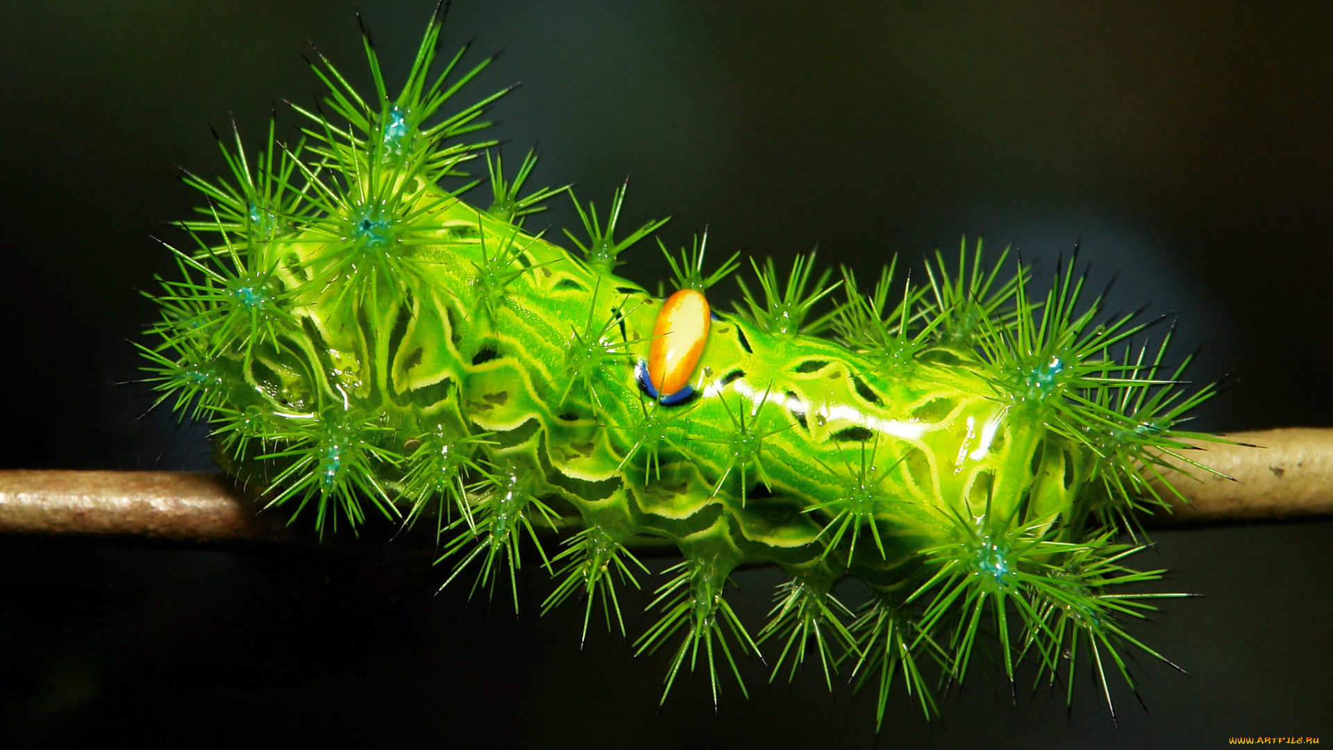 животные, гусеницы, лист, itchydogimages, гусеница, макро