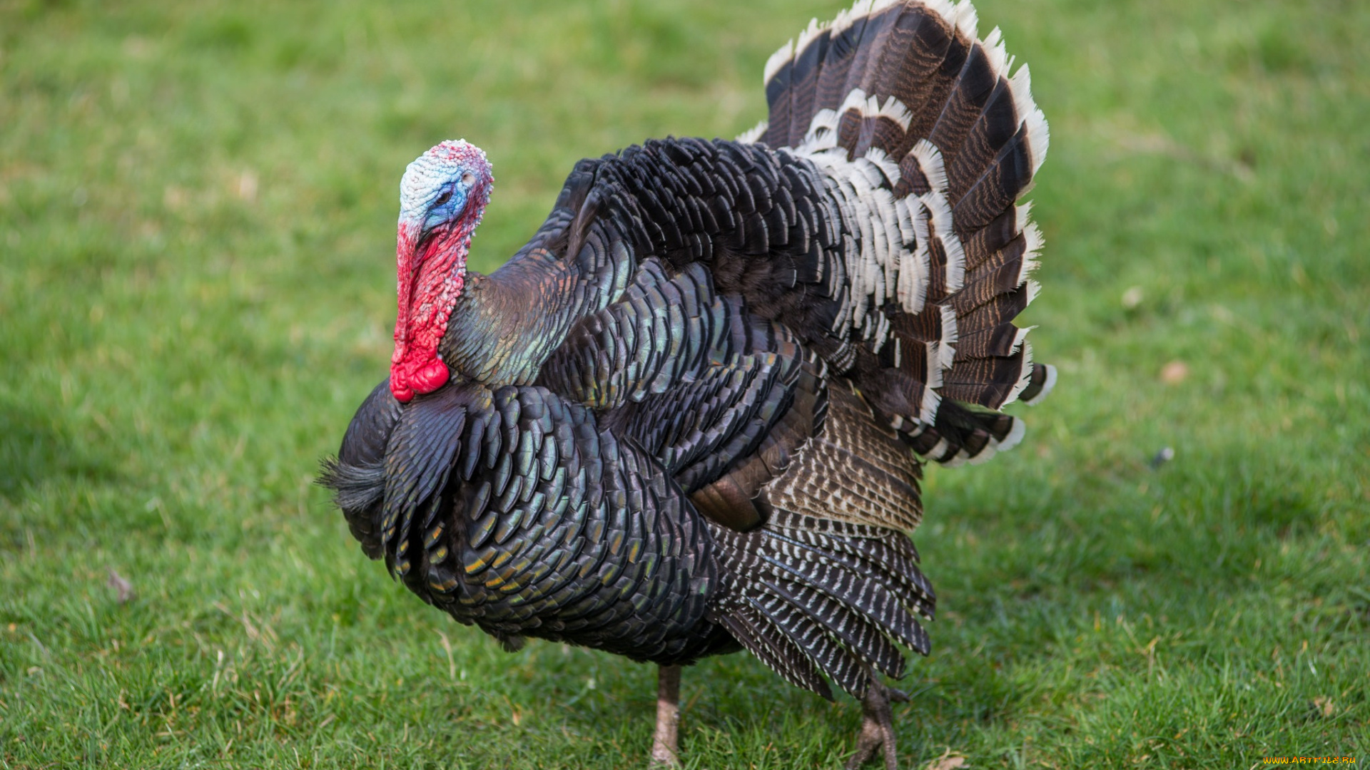 животные, индюки, индюк