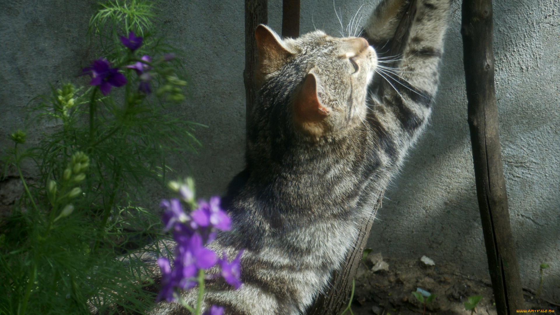 животные, коты, цветы, кот, киса