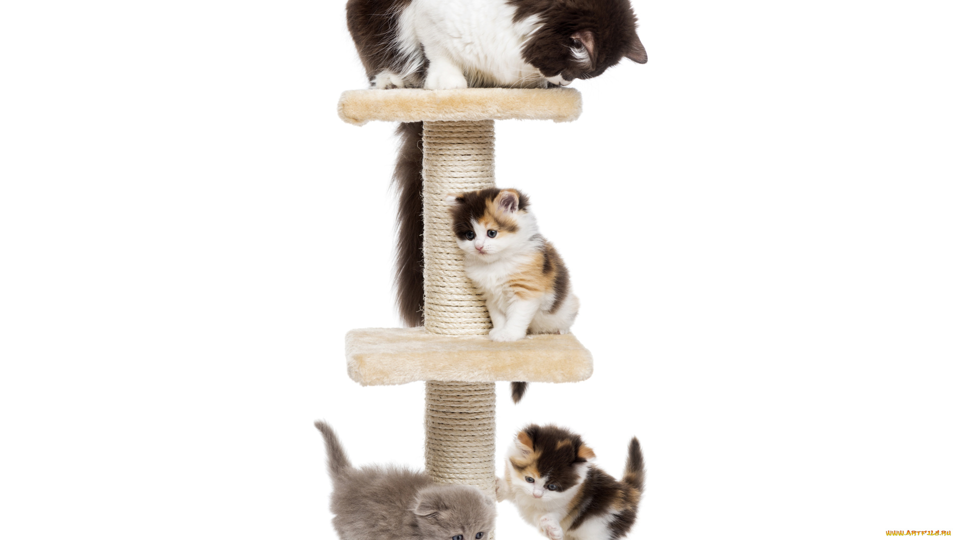 животные, коты, кошка, котята