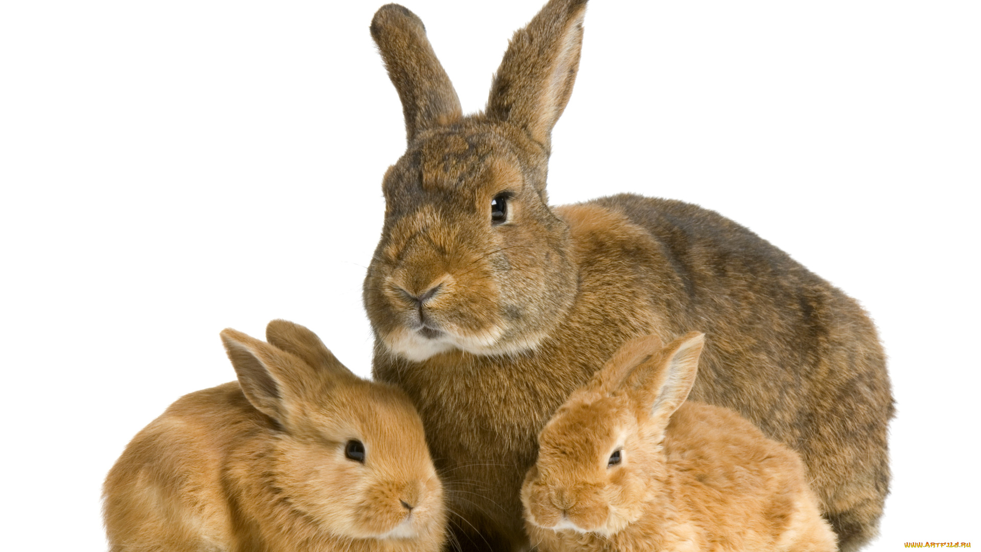 животные, кролики, , зайцы, кролик, детеныш