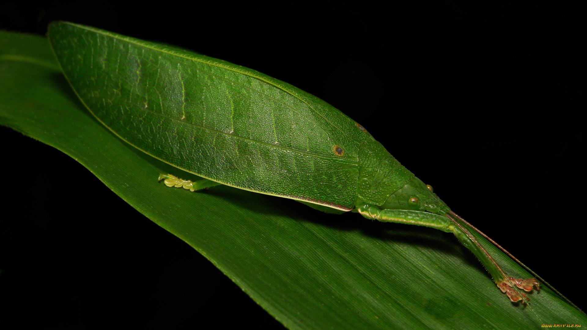 животные, кузнечики, , саранча, фон, насекомое, жук, травинка, макро, кузнечик, лист