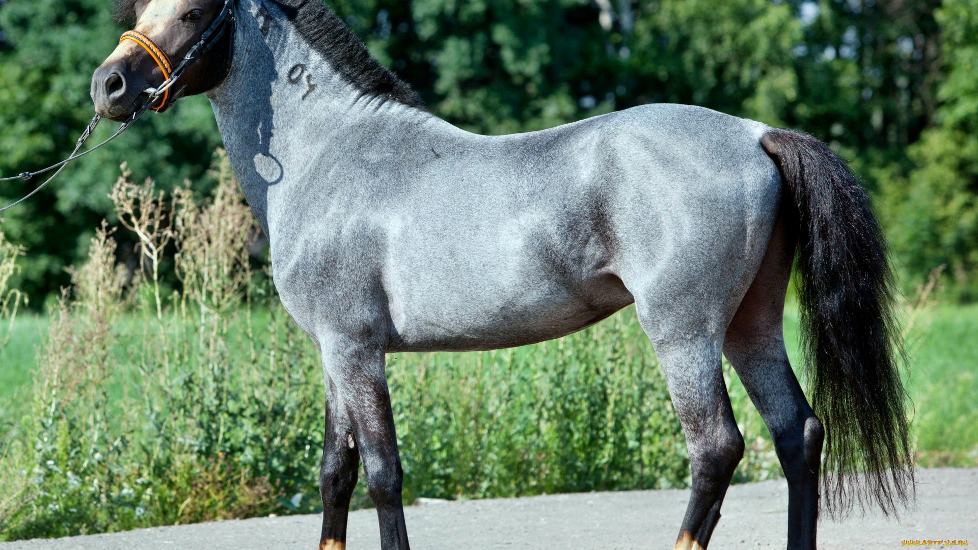 животные, лошади, лошадка