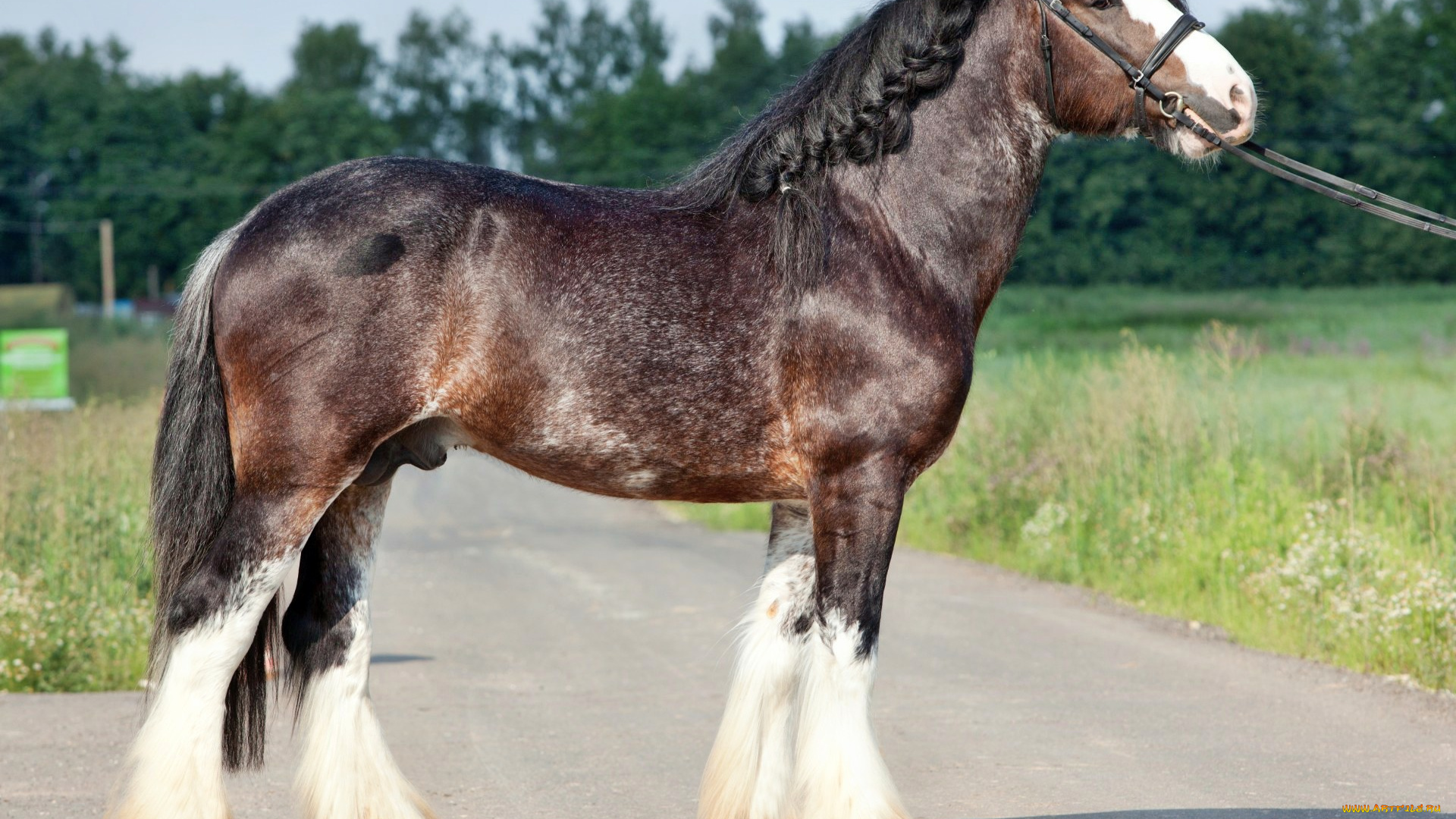 животные, лошади, лошадка