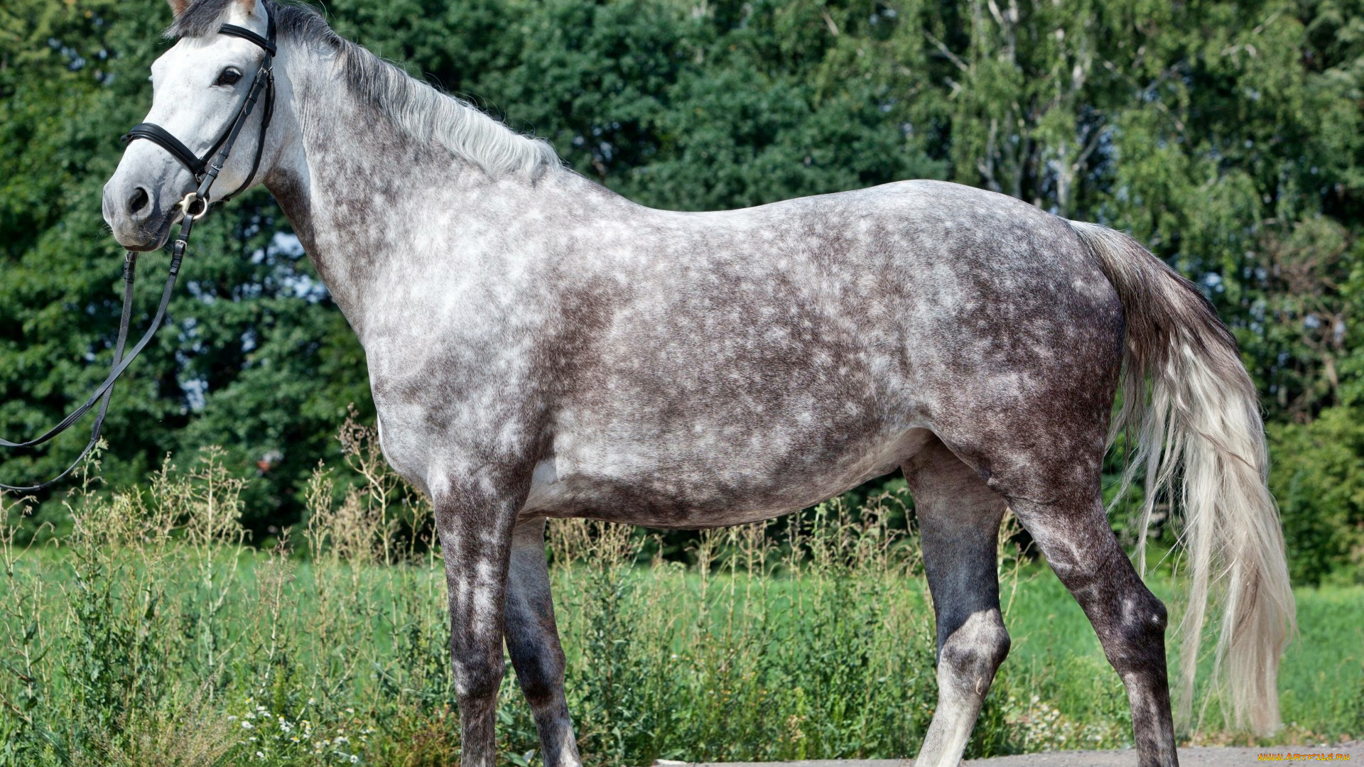 животные, лошади, лошадка