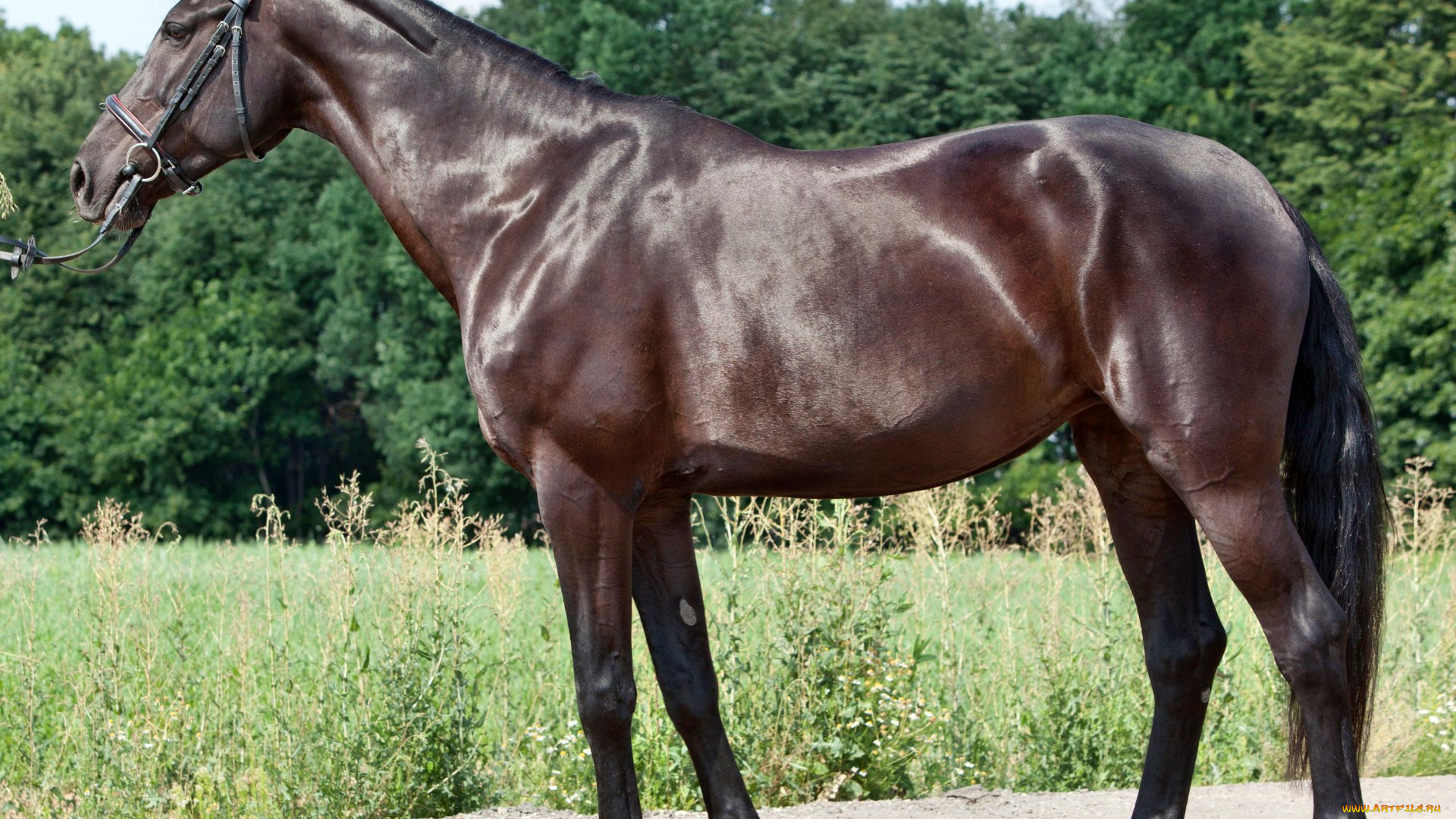 животные, лошади, лошадка