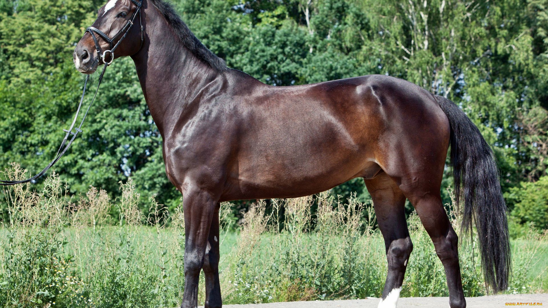 животные, лошади, лошадка