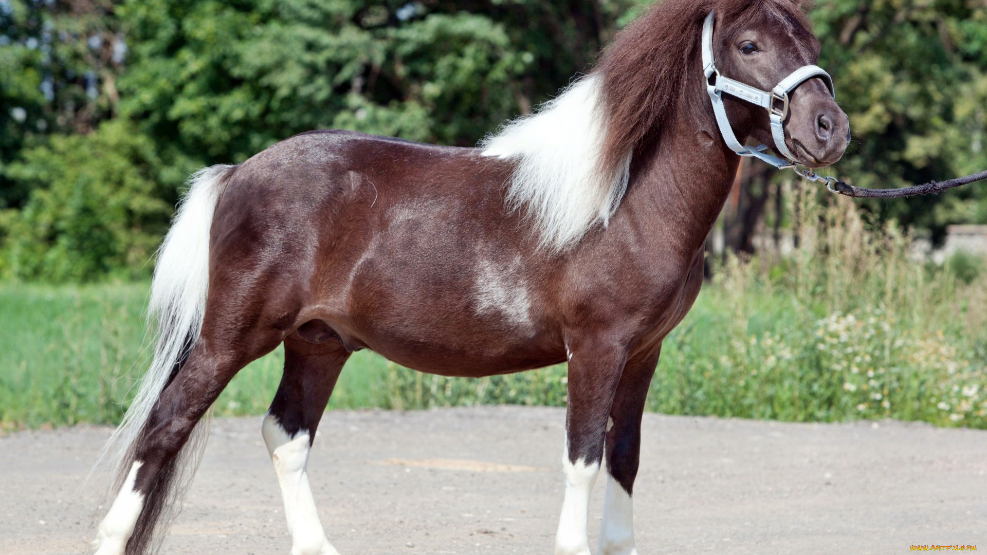 животные, лошади, лошадка