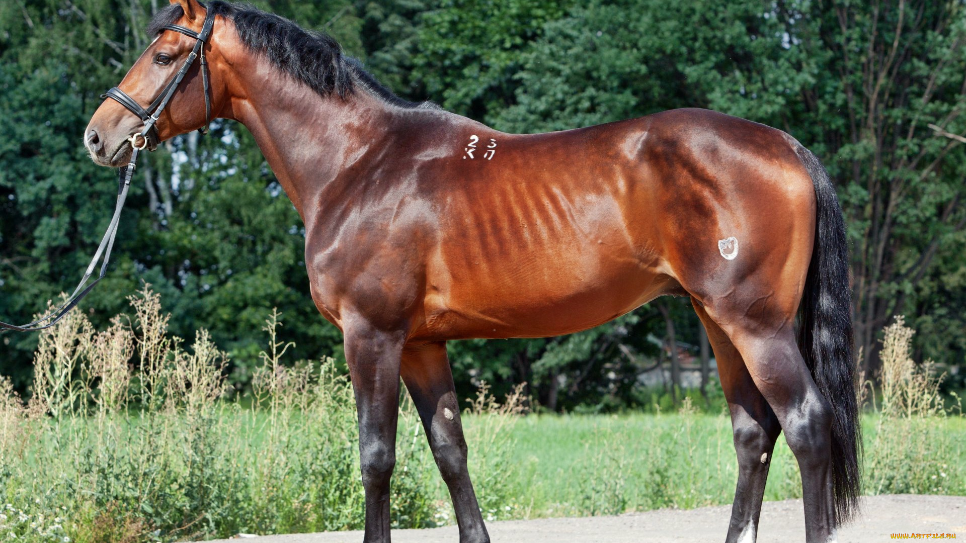 животные, лошади, лошадка