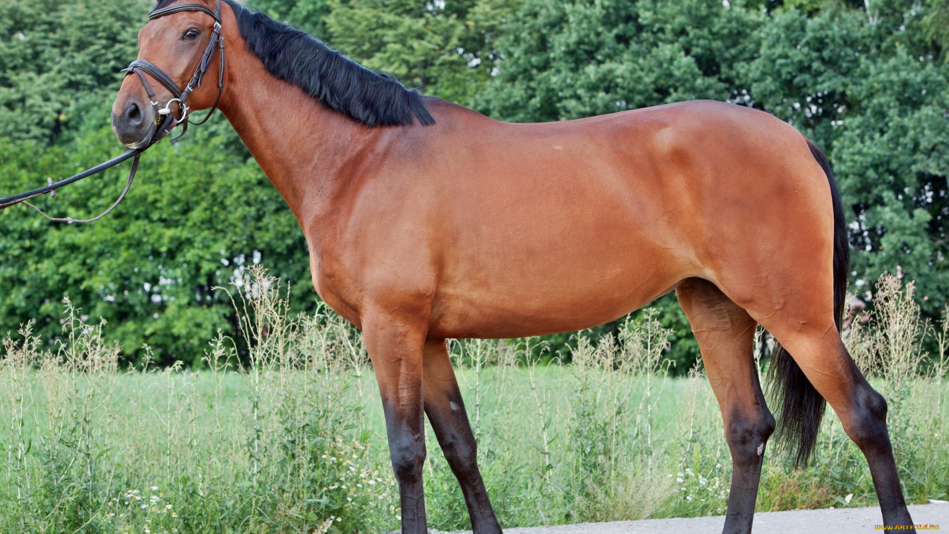 животные, лошади, лошадка