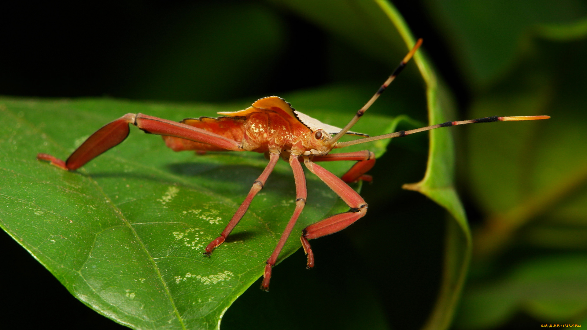 животные, насекомые, itchydogimages, макро, насекомое, жук, клоп, усики, лапки