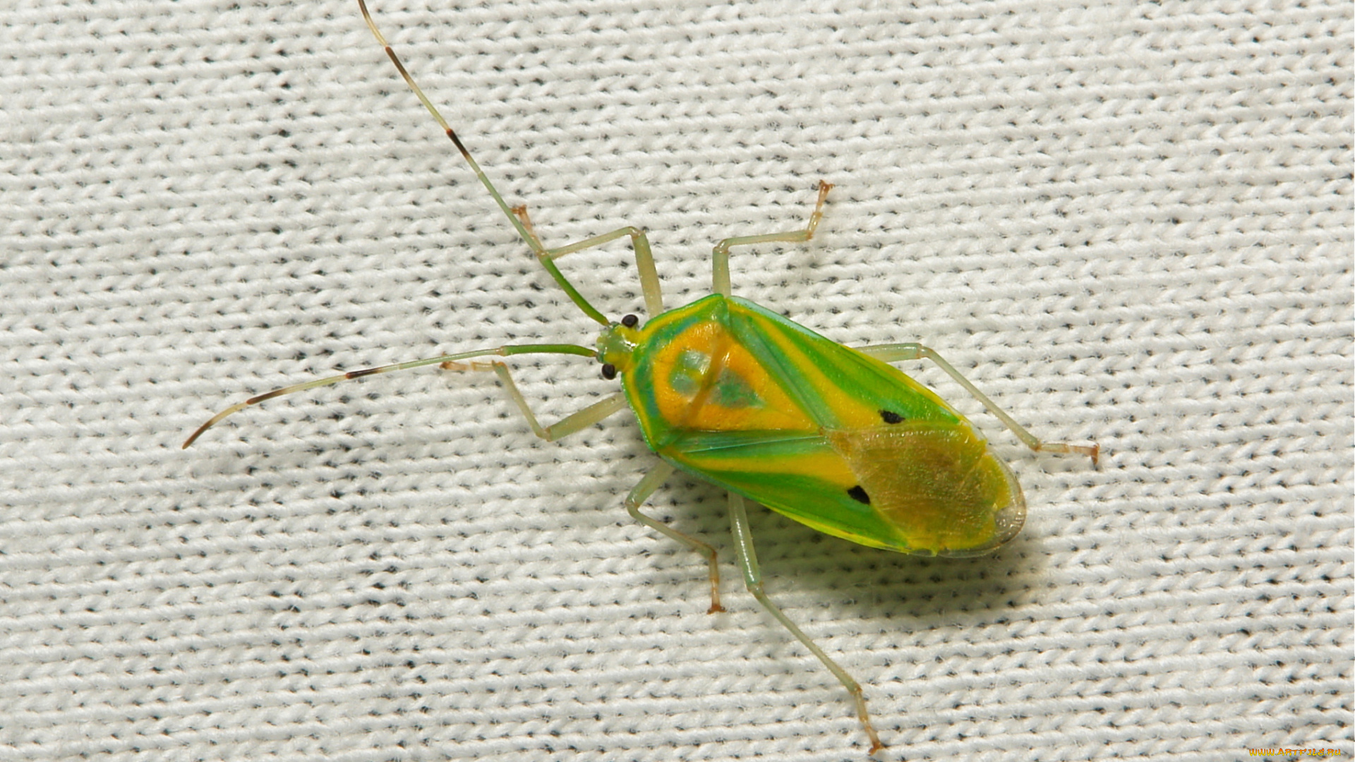 животные, насекомые, itchydogimages, макро, жук