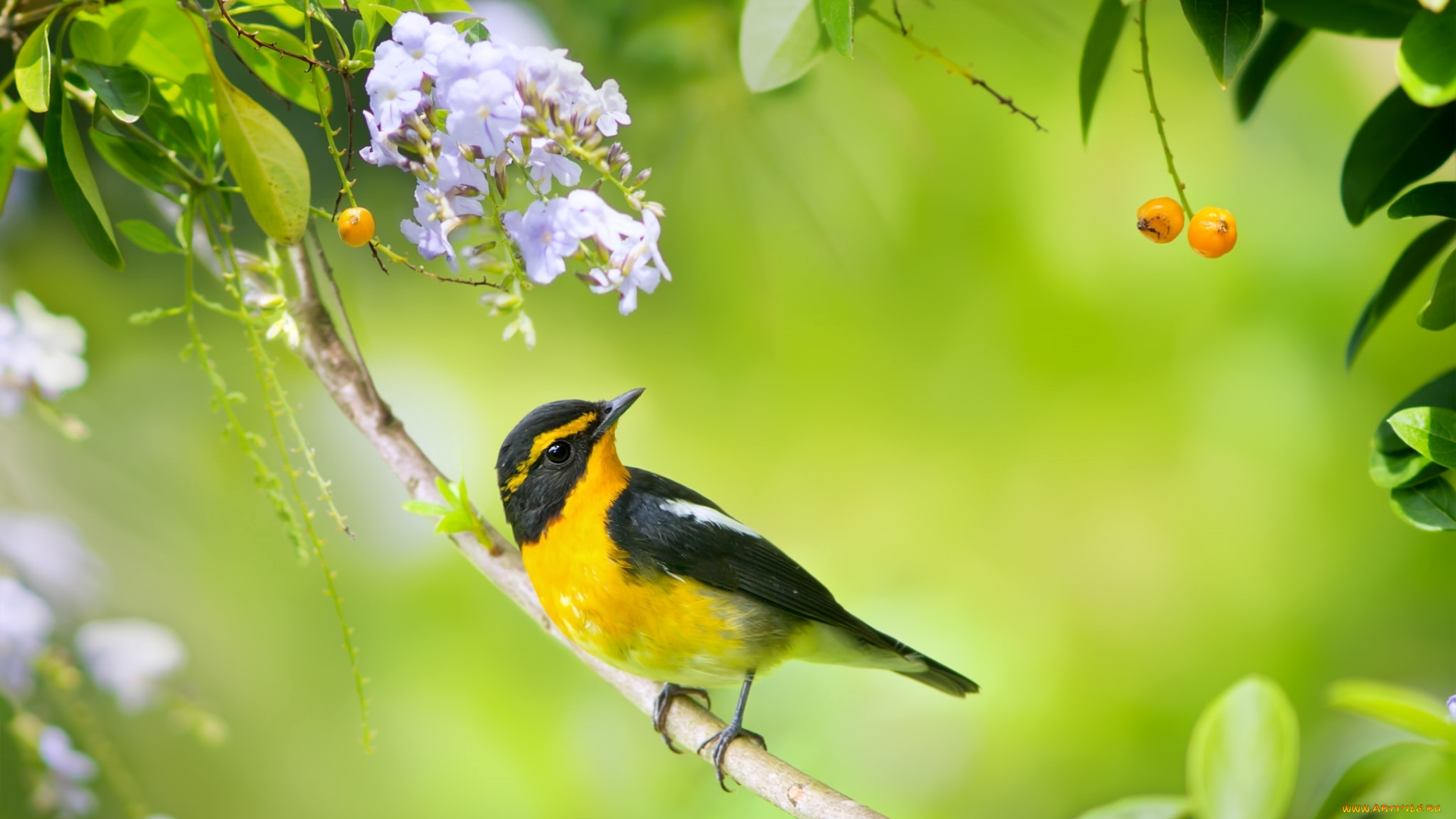 животные, птицы, мухоловка, ягоды, красавица, цветы, ветка, птичка