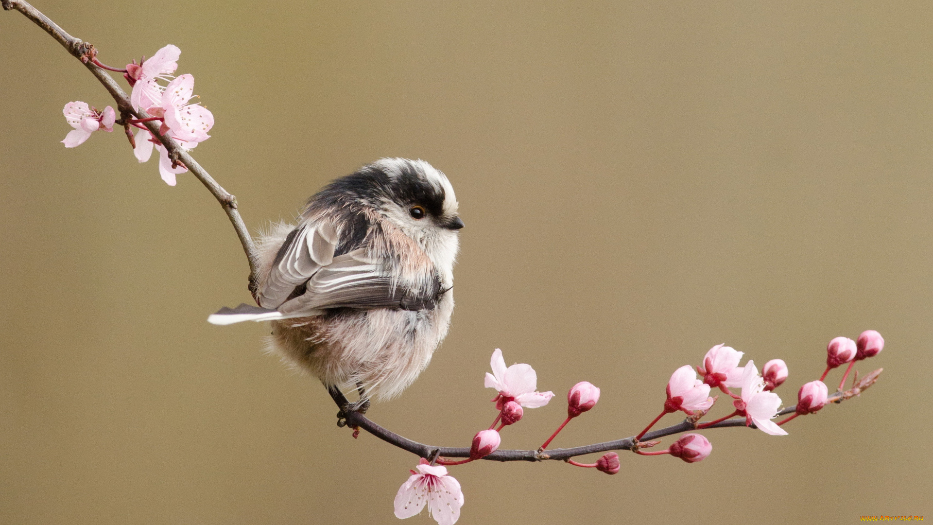 животные, птицы, вишня, ветка, цветы, синица, длиннохвостая, птица, весна