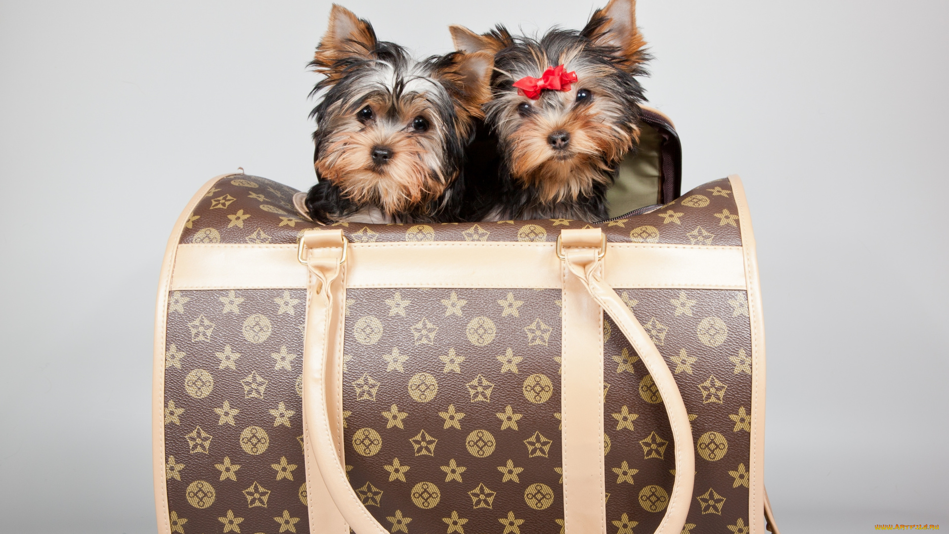 животные, собаки, бантик, щенки, терьеры, луи, вуитон, сумка
