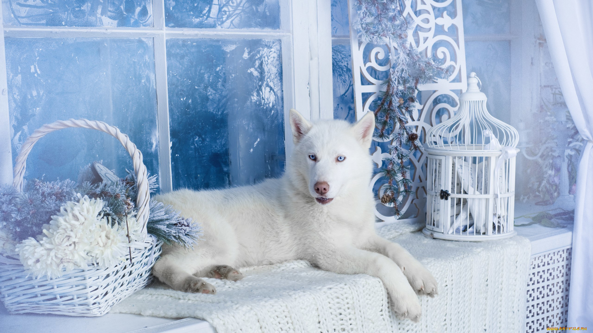 животные, собаки, хаски, собака, белая