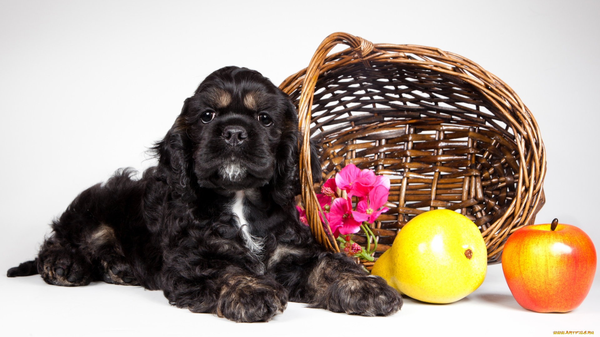 животные, собаки, кокер-спаниель, щенок, корзина, фрукты