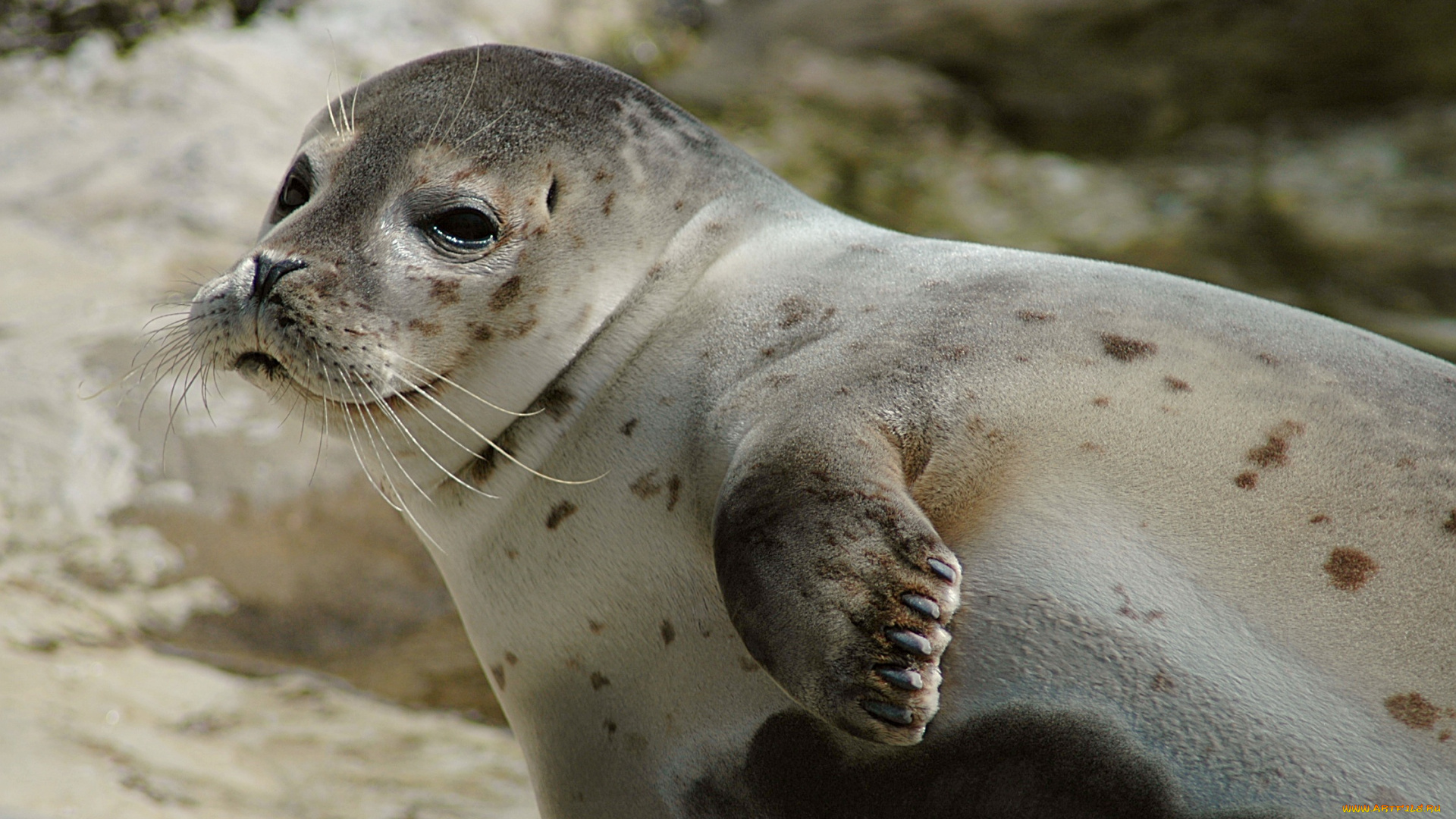 животные, тюлени, , морские, львы, , морские, котики, пятна, нерпа, бок, отдых, берег, взгляд