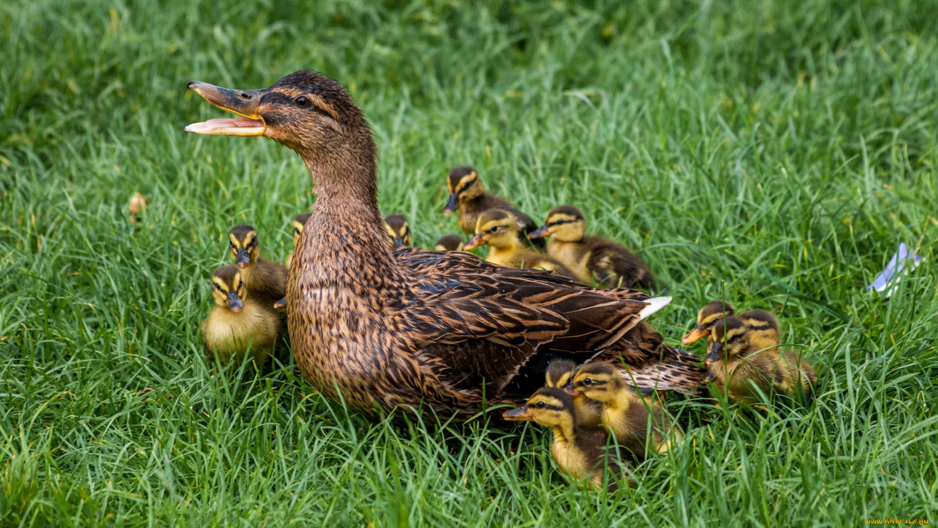 животные, утки, утка, птенцы