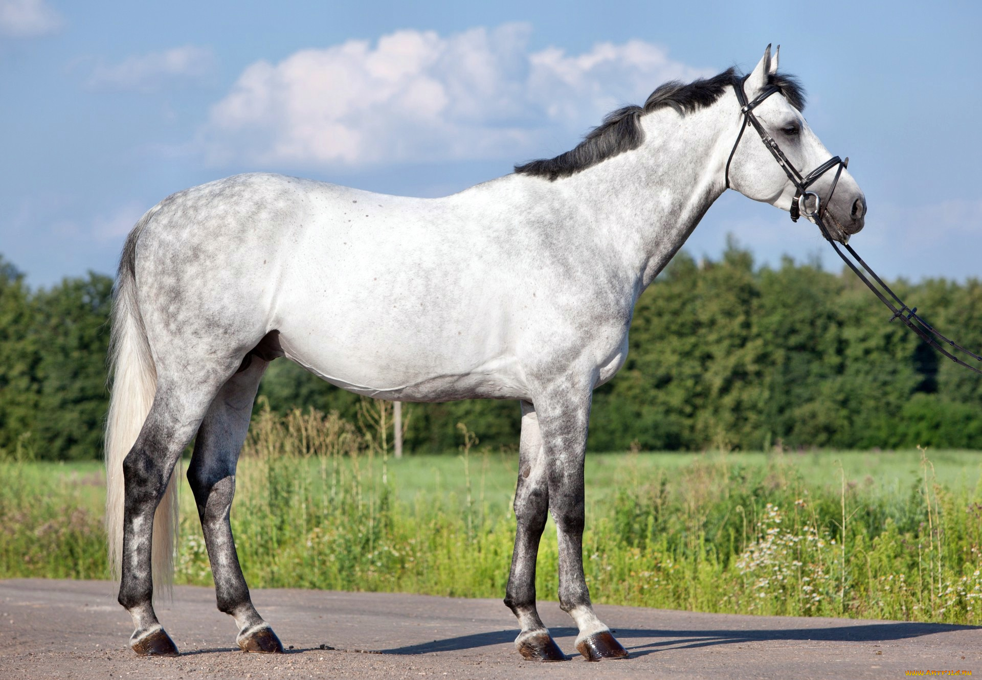 животные, лошади, лошадка