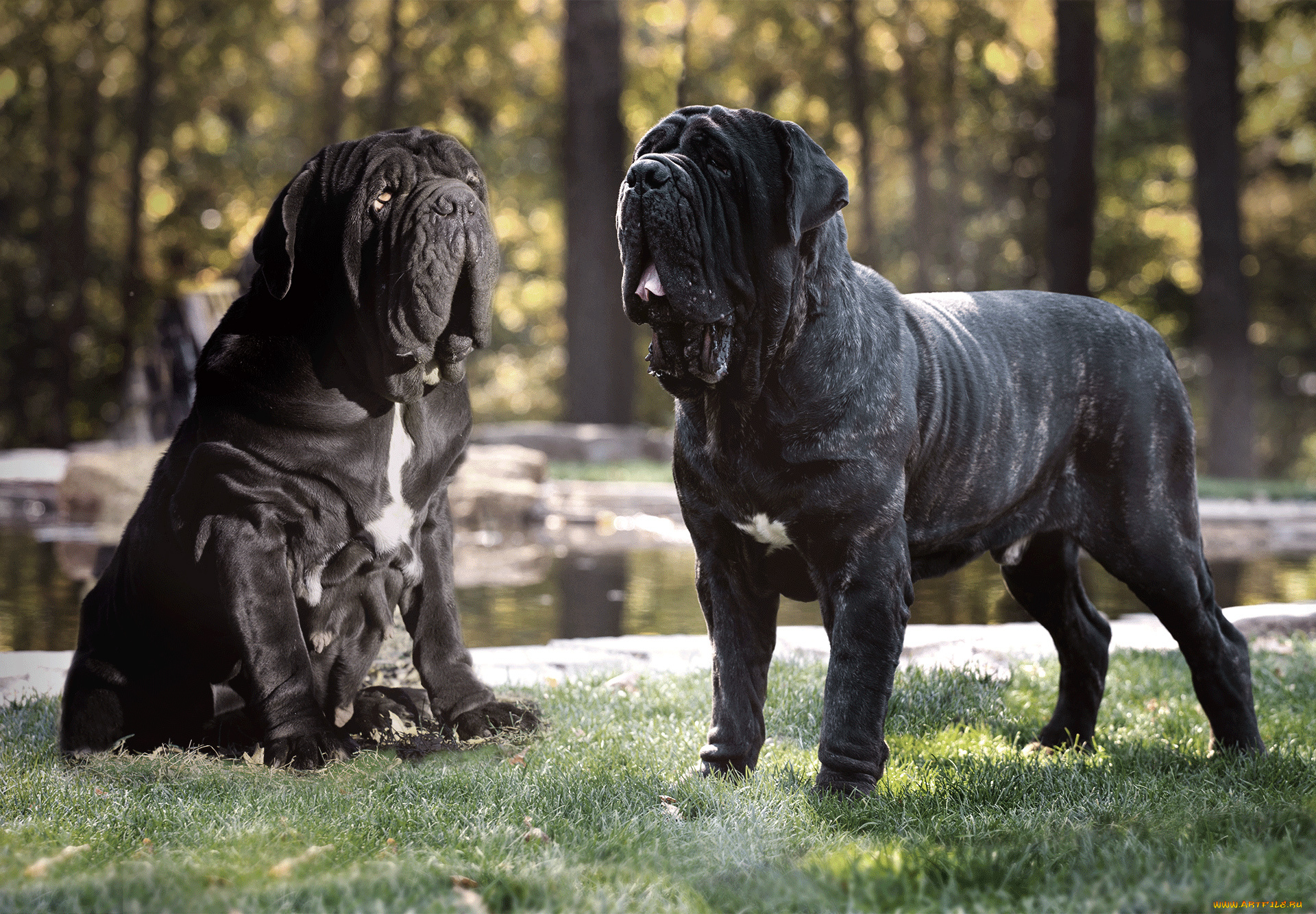 мастино-наполетано, животные, собаки, животное, собака