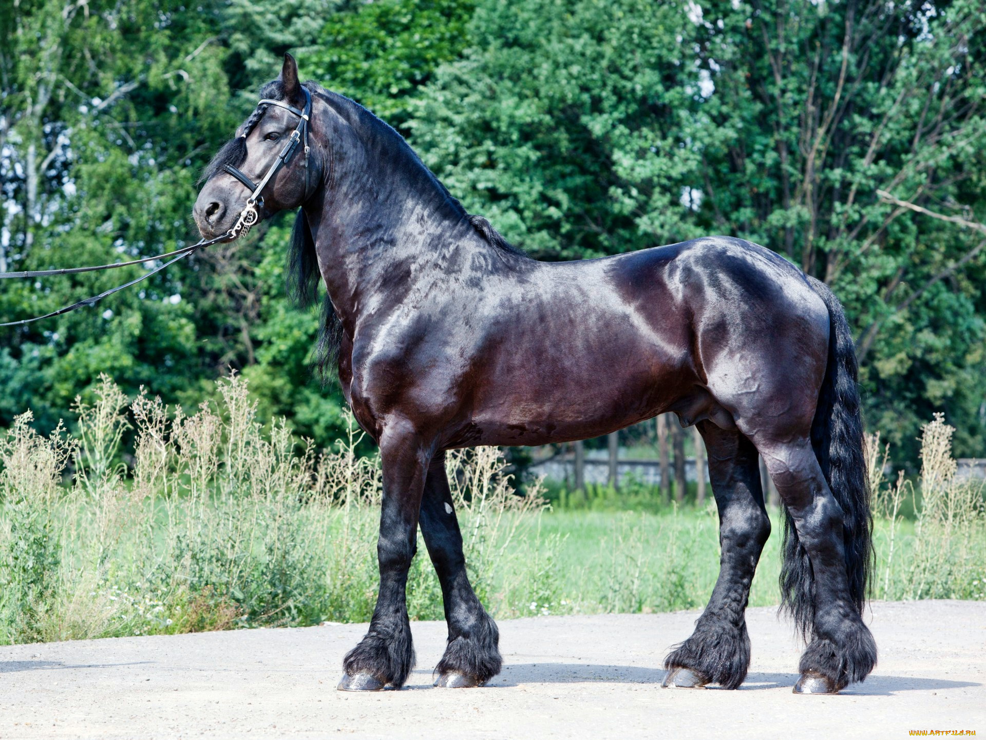 животные, лошади, лошадка