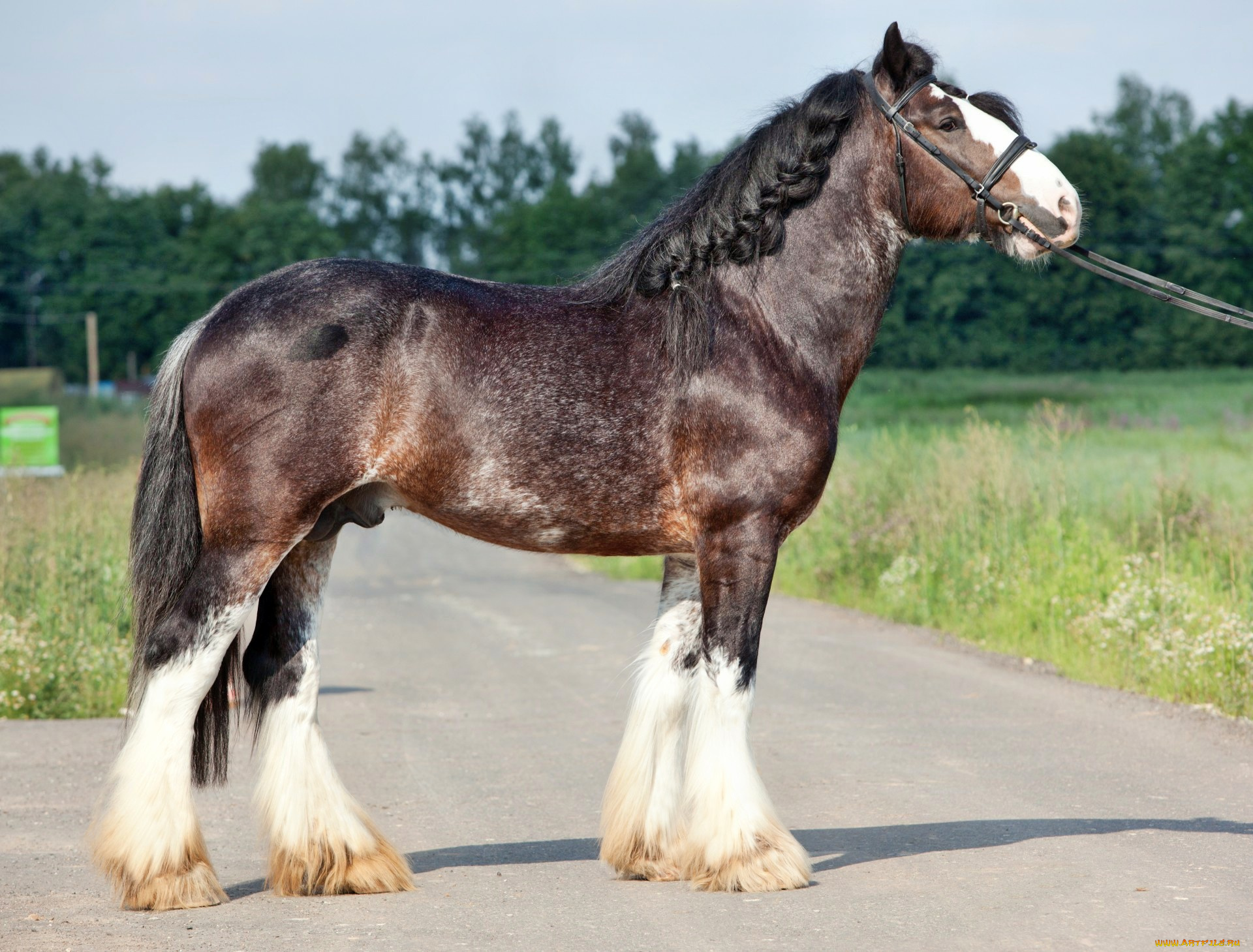 животные, лошади, лошадка