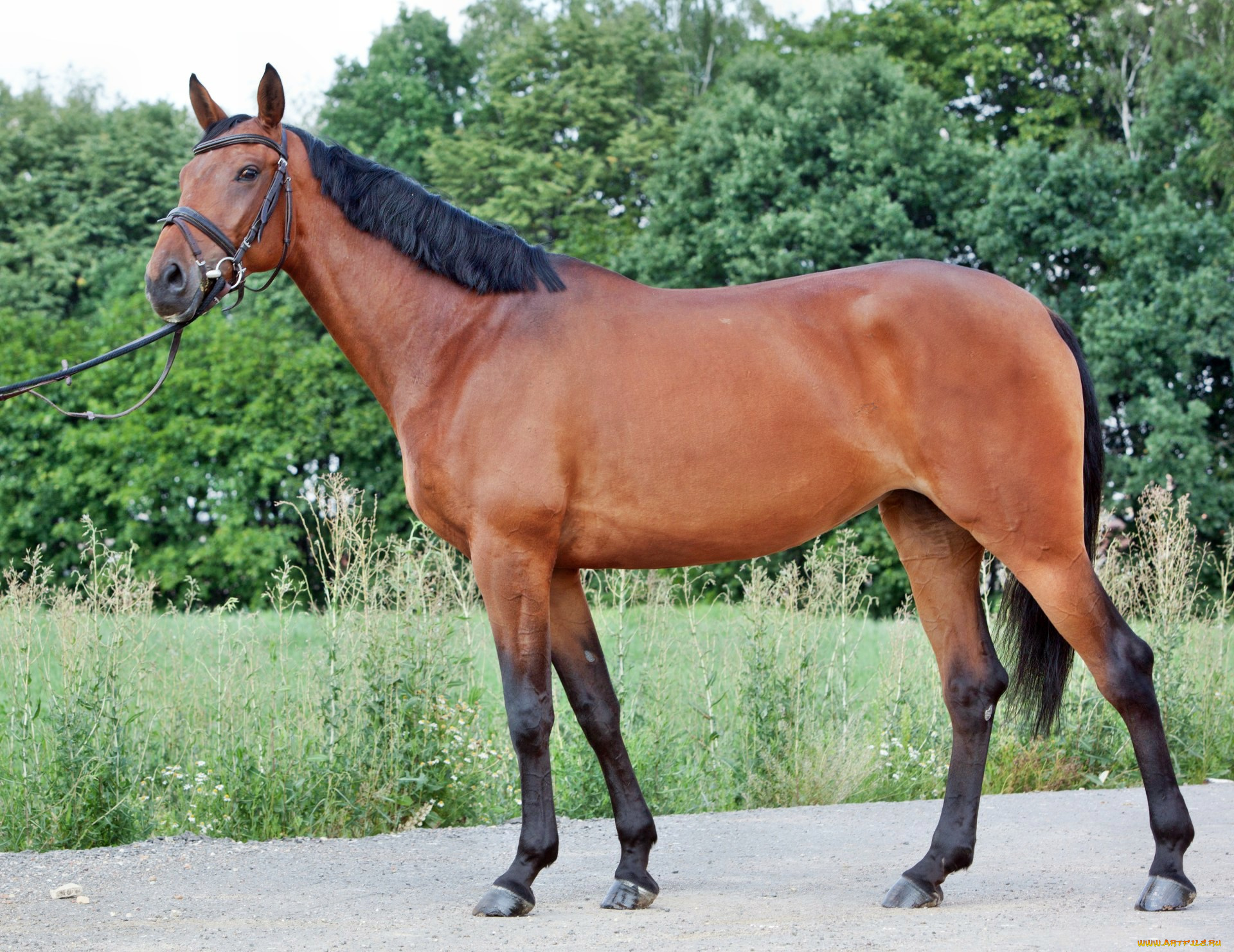 животные, лошади, лошадка