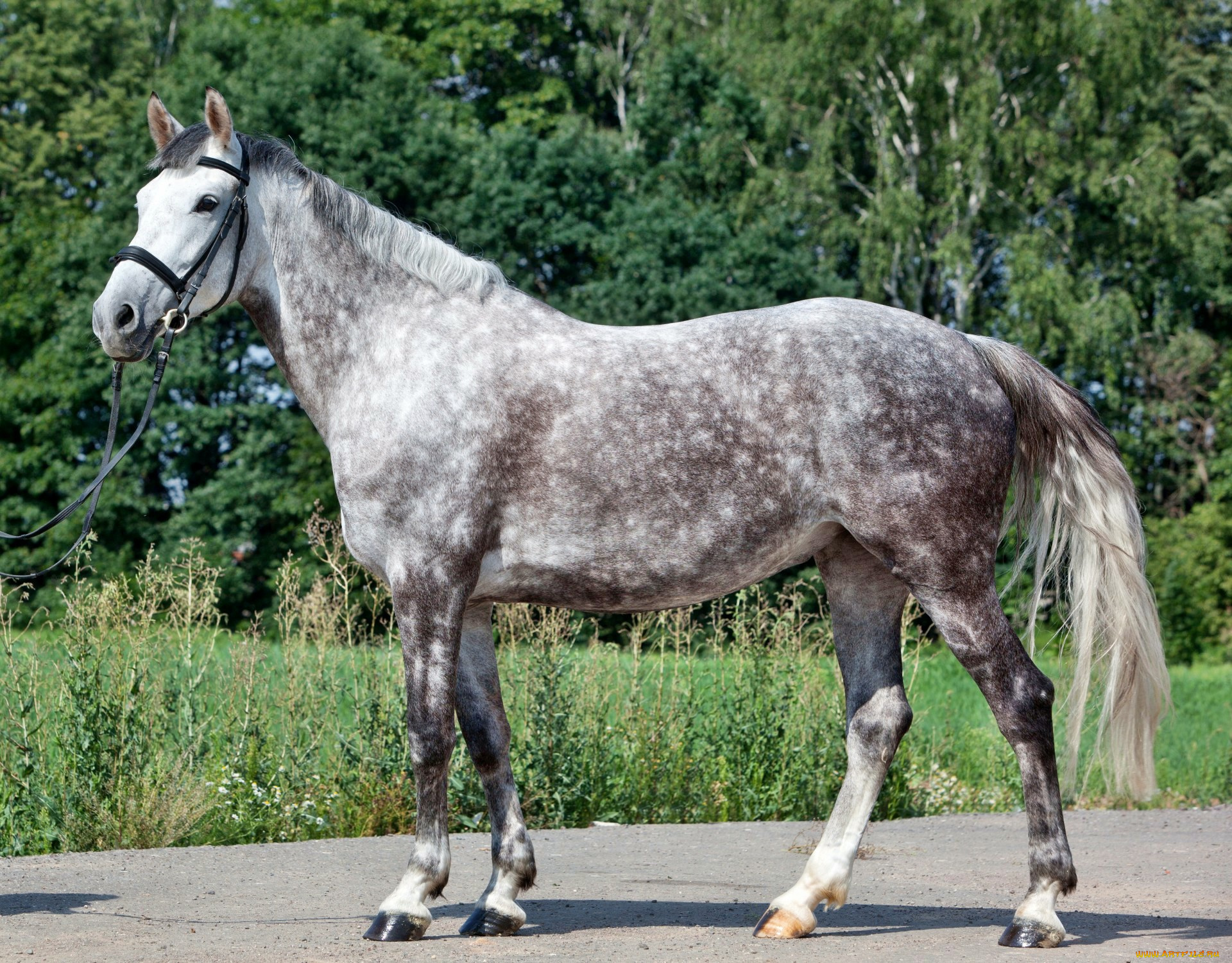 животные, лошади, лошадка